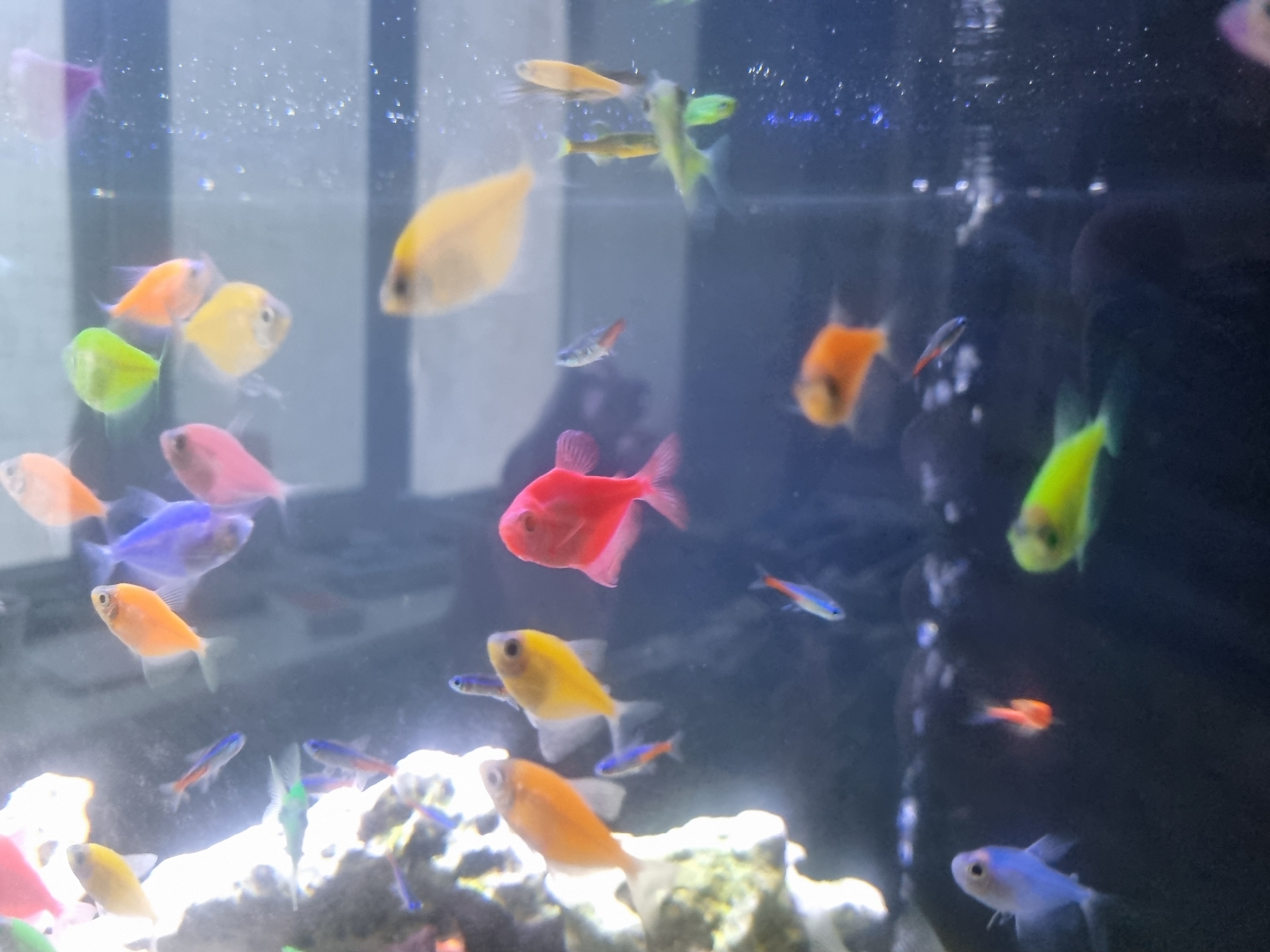 This image depicts a vibrant aquarium filled with numerous small, colorful fish. The fish exhibit a variety of bright hues, including yellow, orange, pink, blue, green, and red. They are actively swimming in the clear water, some near the surface, others closer to the bottom where rocks and plants are visible. The aquarium is illuminated, highlighting the shimmering scales and fins of the fish. There is no visible indication of the city of Samara, Russia.