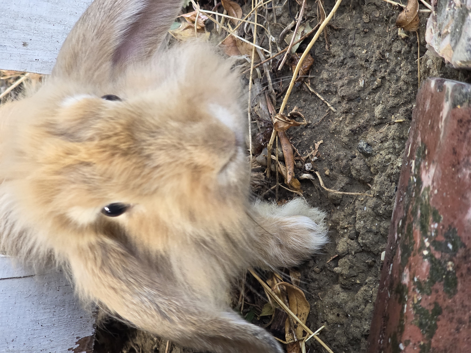 The image is a close-up, low-angle shot of a fluffy, light brown lop-eared rabbit. The rabbit is positioned on the ground, which is composed of dark soil with scattered dry leaves and twigs. The rabbit's face is mostly in focus, showing its dark eyes, whiskers, and long, floppy ears. Its front paws are visible, resting on the soil, with one paw appearing slightly raised. In the background, a portion of a weathered, pale blue wooden fence is visible. The foreground shows a blurry section of a reddish-brown object, possibly a brick or a planter edge, with some green mossy patches. The scene appears to be outdoors in a garden or yard setting. There is no indication of the city of Baku, Azerbaijan, in the image.