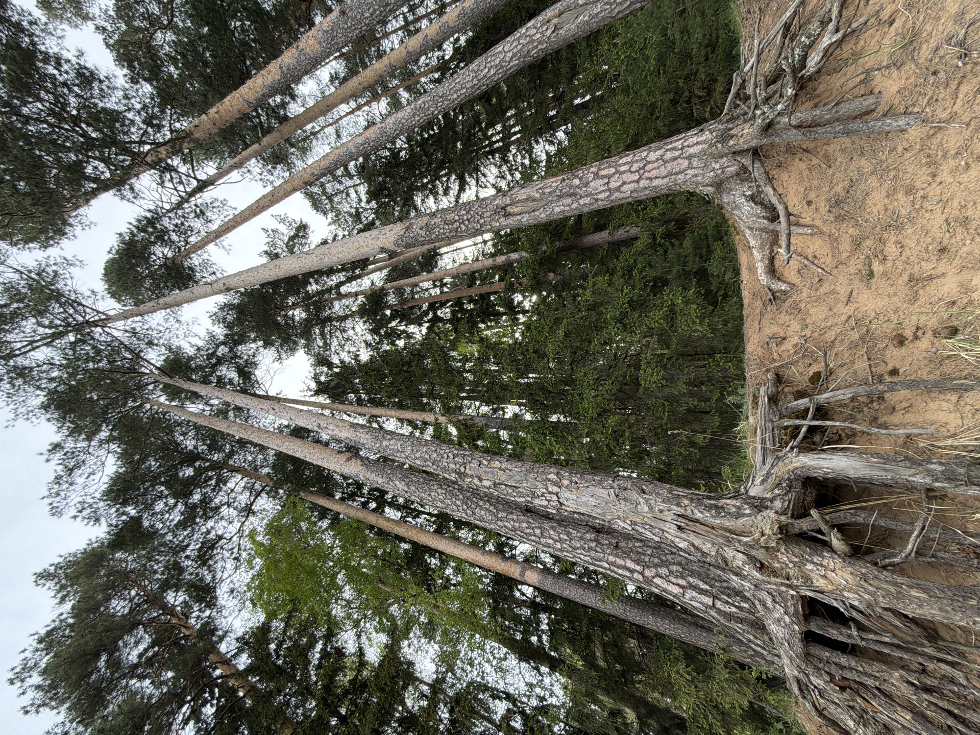The image shows a view looking up through a forest of tall, straight trees. Their light-colored trunks are prominently featured against a backdrop of darker green foliage. In the upper right corner of the image, there is a section of exposed sandy soil with exposed roots of a tree, suggesting erosion. The trees appear to be pine or similar species with needle-like leaves. The scene is in a natural environment with a slightly tilted perspective looking upwards. The location is Chaikovsky, Russia, inferred. No people are visible in the image.
