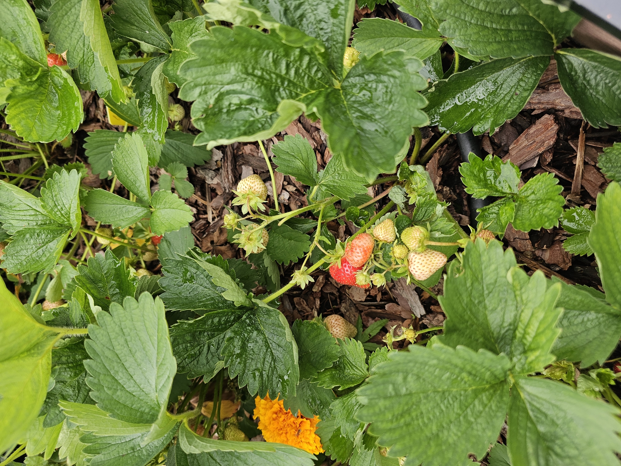 The image shows a close-up view of a strawberry plant in a garden. The plant has numerous green leaves, some of which are wet with water droplets. Several strawberries are visible, in various stages of ripeness. Some are small and green, while others are larger and turning red. A bright orange flower, likely a marigold, is also visible in the upper left portion of the frame. The ground beneath the plant is covered with brown mulch. The image appears to have been taken outdoors, in a natural setting. The location is specified as Березка Снт (красногорский Р-н, Russia.