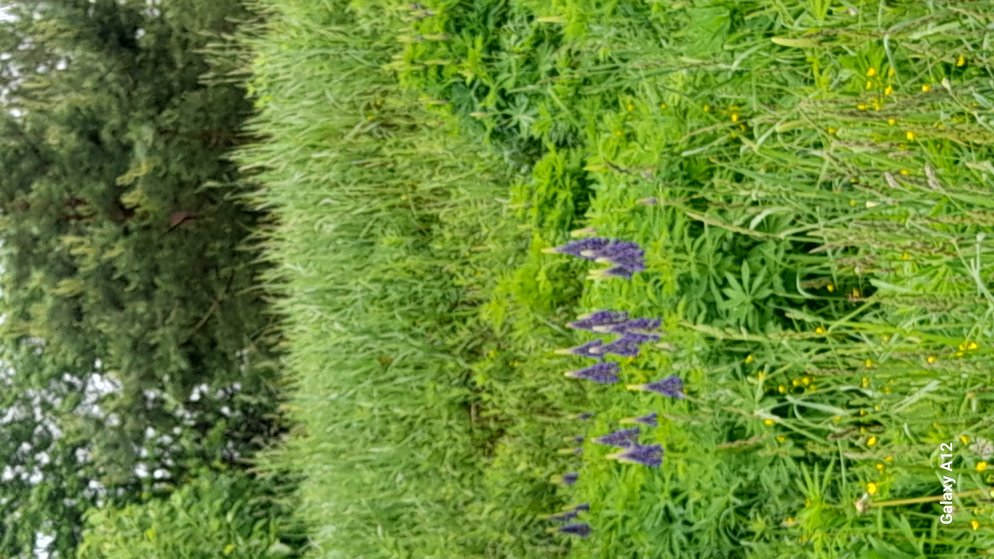 The image, rotated 90 degrees counter-clockwise from its original orientation, depicts a vibrant outdoor natural scene dominated by lush green vegetation under soft, diffuse lighting. On the far left, a large, densely foliated green tree with darker leaves stands, partially obscuring what appears to be a lighter, possibly overcast sky or distant lighter greenery. To its right, the majority of the frame is filled with a rich tapestry of various green plants, grasses, and foliage, suggesting a field or meadow.
A prominent feature within this green expanse is a series of spiky, purple-blue flowers, likely lupines, which are arranged vertically and extend from the mid-ground towards the foreground on the right side of the image. Interspersed among the green plants, especially towards the right, are numerous small, bright yellow flowers, adding small points of color. The overall impression is one of natural abundance and tranquility. There are no human figures or animals visible, and no specific activity is taking place. The lighting suggests it is daytime. A "Galaxy A12" watermark is visible in the bottom right corner of the original image. The dense flora is characteristic of a natural landscape, consistent with the Марковский region in Russia.