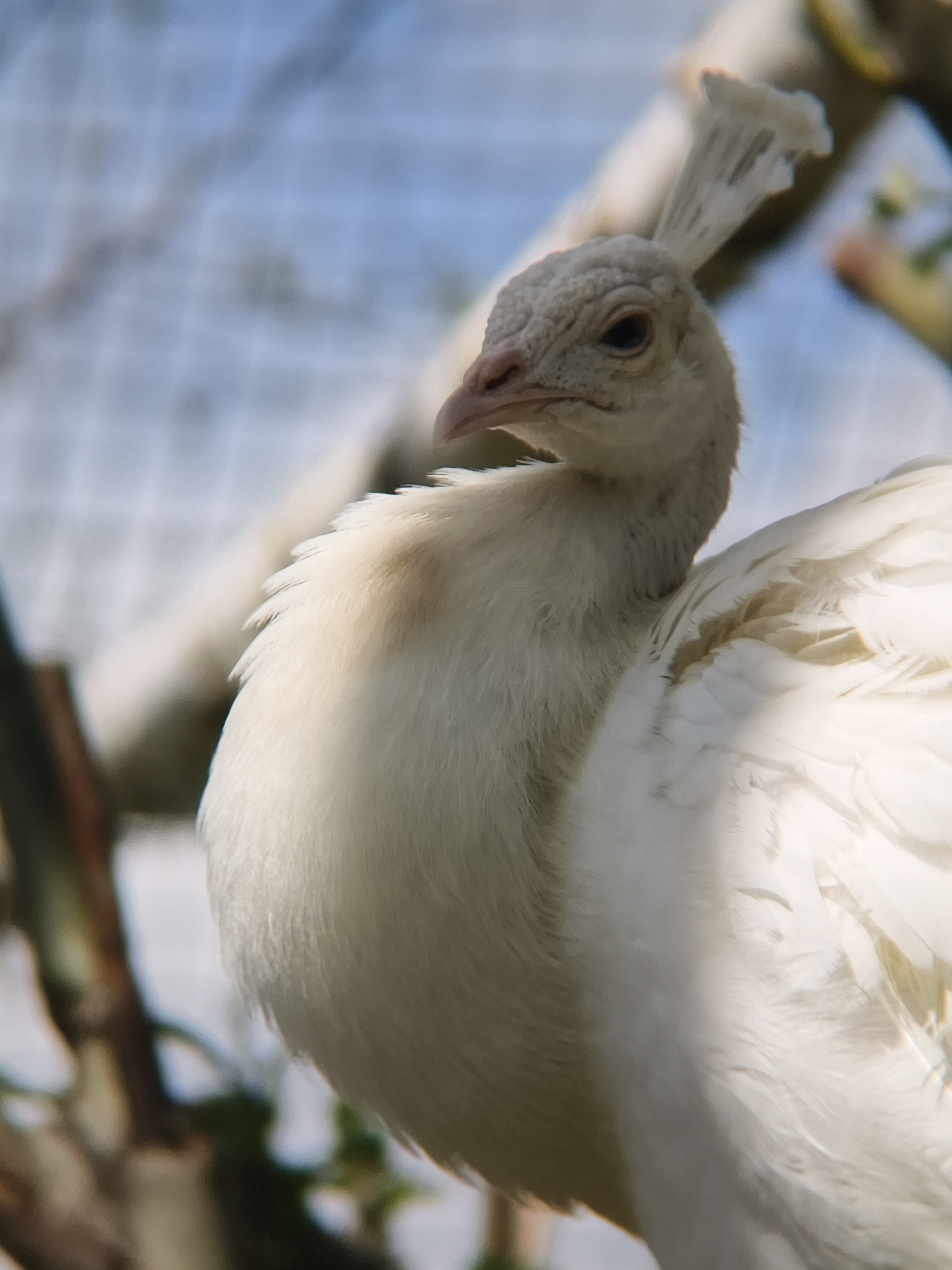 A close-up, eye-level shot captures a white peafowl, likely an albino or leucistic variant, against a blurred outdoor background. The bird is positioned slightly to the left of the frame, with its head turned to the right, presenting a profile view. Its feathers are predominantly pure white, though subtle hints of very light brown or cream can be seen on its neck and some back feathers, possibly from dirt or slight natural variation. The bird's head features a small, light-colored beak and a dark, alert eye. A distinctive crest of white, feather-like structures crowns its head.
The background is softly out of focus but reveals a light blue sky and a faint grid pattern, suggesting the bird is within an aviary or enclosure with mesh or wire fencing. Blurred green foliage and brown branches are also visible, indicating a natural setting within the enclosure. The lighting is bright and natural, consistent with a sunny daytime scene. The peafowl appears to be resting or observing its surroundings calmly. No human subjects or visible text are present. The image conveys a serene moment with the majestic bird. Based on the provided context, this scene is in Izhevsk, Russia.