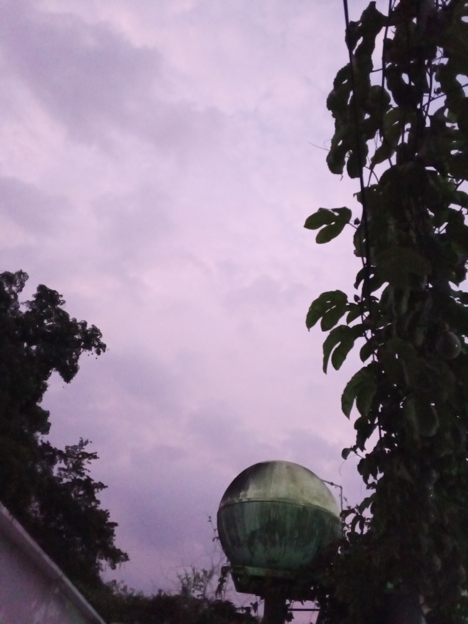The image, captured in Tinaquillo, Venezuela, shows a murky sky with light purple hues, partially obscured by cloud cover. In the foreground, a spherical, weathered green water tank is positioned amidst dense vegetation. To the left, dark silhouetted tree branches frame the scene, while the right side is dominated by a vine-like plant with distinctive lobed leaves. The overall lighting suggests either dusk or dawn.