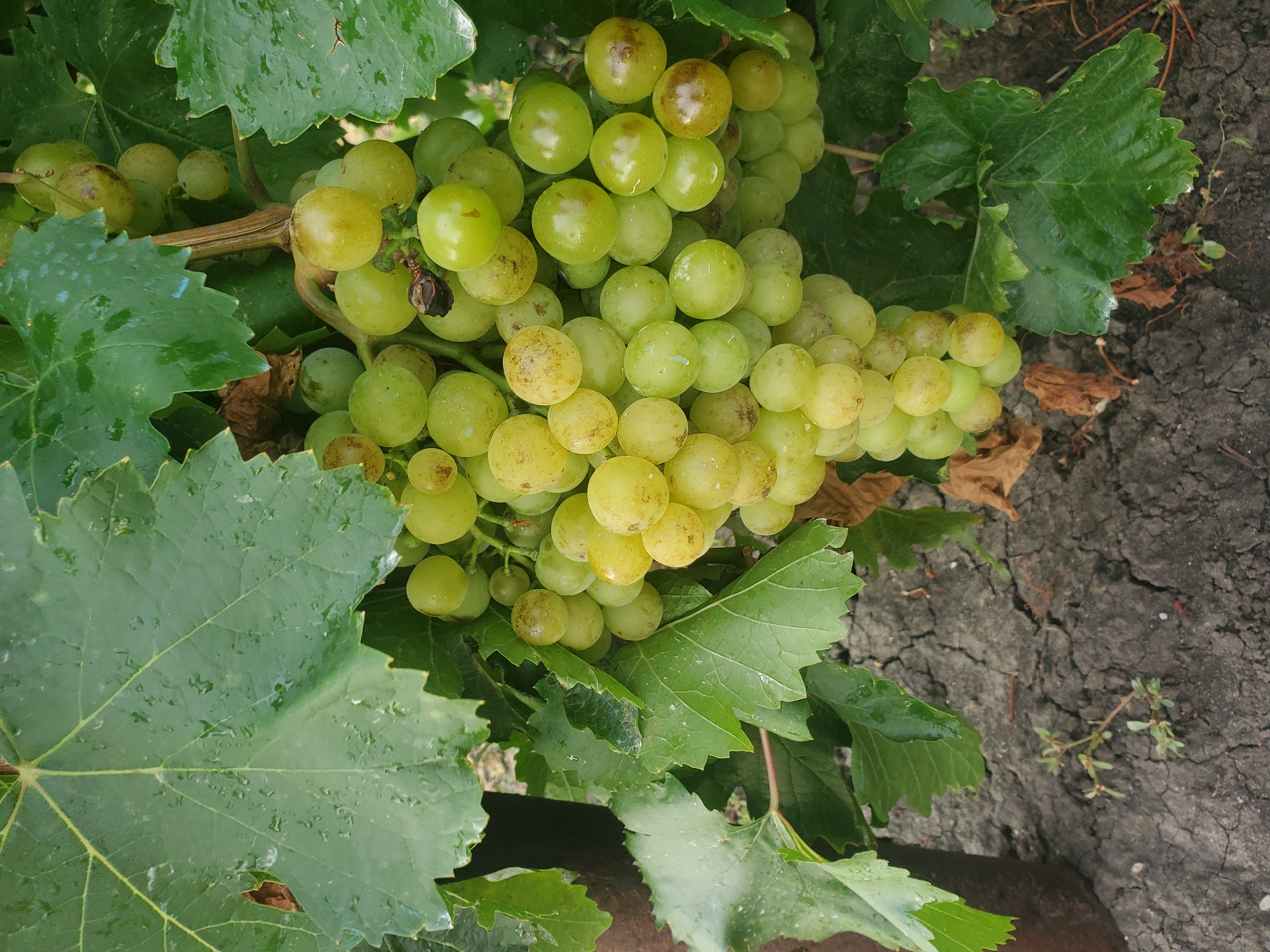 A bunch of ripe, pale green grapes hangs on a vine, partially obscured by large, dark green leaves. The grapes are round and plump, some with subtle brown blemishes. Water droplets are visible on the leaves and some of the grapes. The background consists of dry, cracked soil with a few small, green shoots and some brown, dead leaves. A dark, vertical object, possibly a stake or part of a trellis, is visible on the left side of the frame. The scene appears to be outdoors, in a vineyard or garden setting, likely in or around Konstantinovka, Moldova, given the context. There are no people or animals present in the image.
