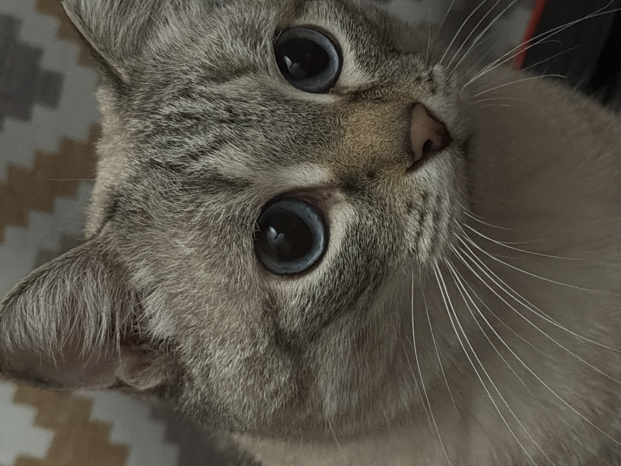 A close-up photograph depicts the face of a cat. The cat has blue eyes, gray fur, and white whiskers. The background shows a portion of a gray and beige patterned surface. The cat is the sole subject of the image. No people, actions, interactions, or environmental details beyond the immediate background are discernible. The location of Perm, Russia is not relevant to the content of the image.