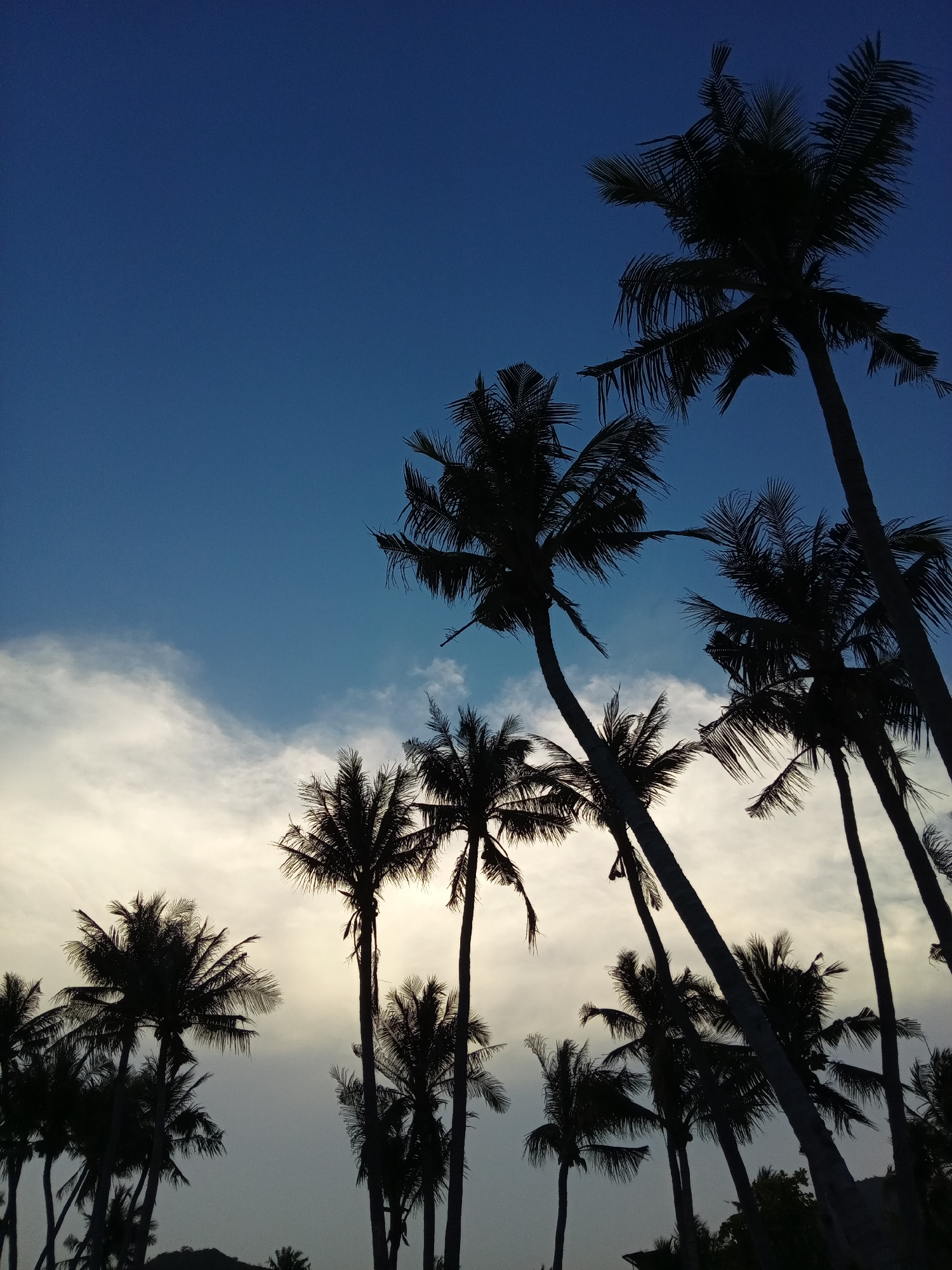 Silhouetted palm trees stand against a backdrop of a graduated blue sky transitioning to pale, cloud-laden horizon. The trees vary in height and are distributed across the lower two-thirds of the frame, some leaning. This scene is located in Bac Natural Heritage Area Trang, Vietnam.