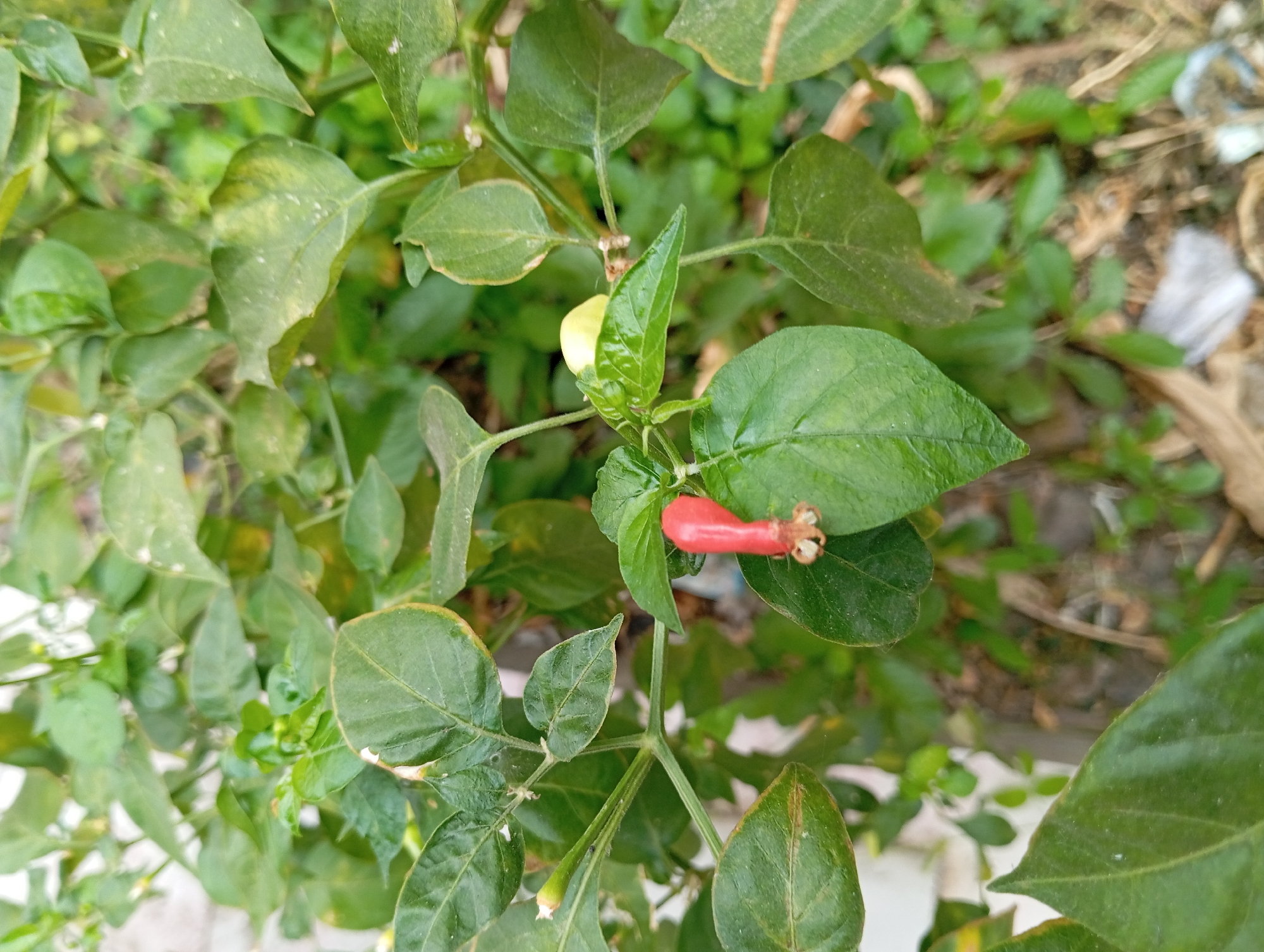 The image shows a close-up of a chili plant with several green leaves and two small chili peppers. One chili pepper is red and appears to be ripe, while the other is green and unripe. The plant is growing outdoors, with other foliage and some debris visible in the background, suggesting an urban or semi-urban environment. The image was taken in Pandaan, Indonesia.