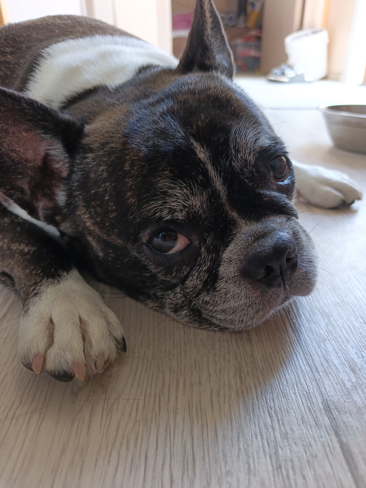 A close-up shot shows the face of a brindle French bulldog resting on a light-colored wooden floor. The dog's head is angled towards the viewer, with its left eye partially visible and its right eye closed. A white stripe runs along the dog's back. In the background, a silver bowl and a white container are visible, along with a brightly lit area that appears to be a window. The scene suggests an indoor setting, possibly a home environment. There is no indication of the location being Pshada, Russia.