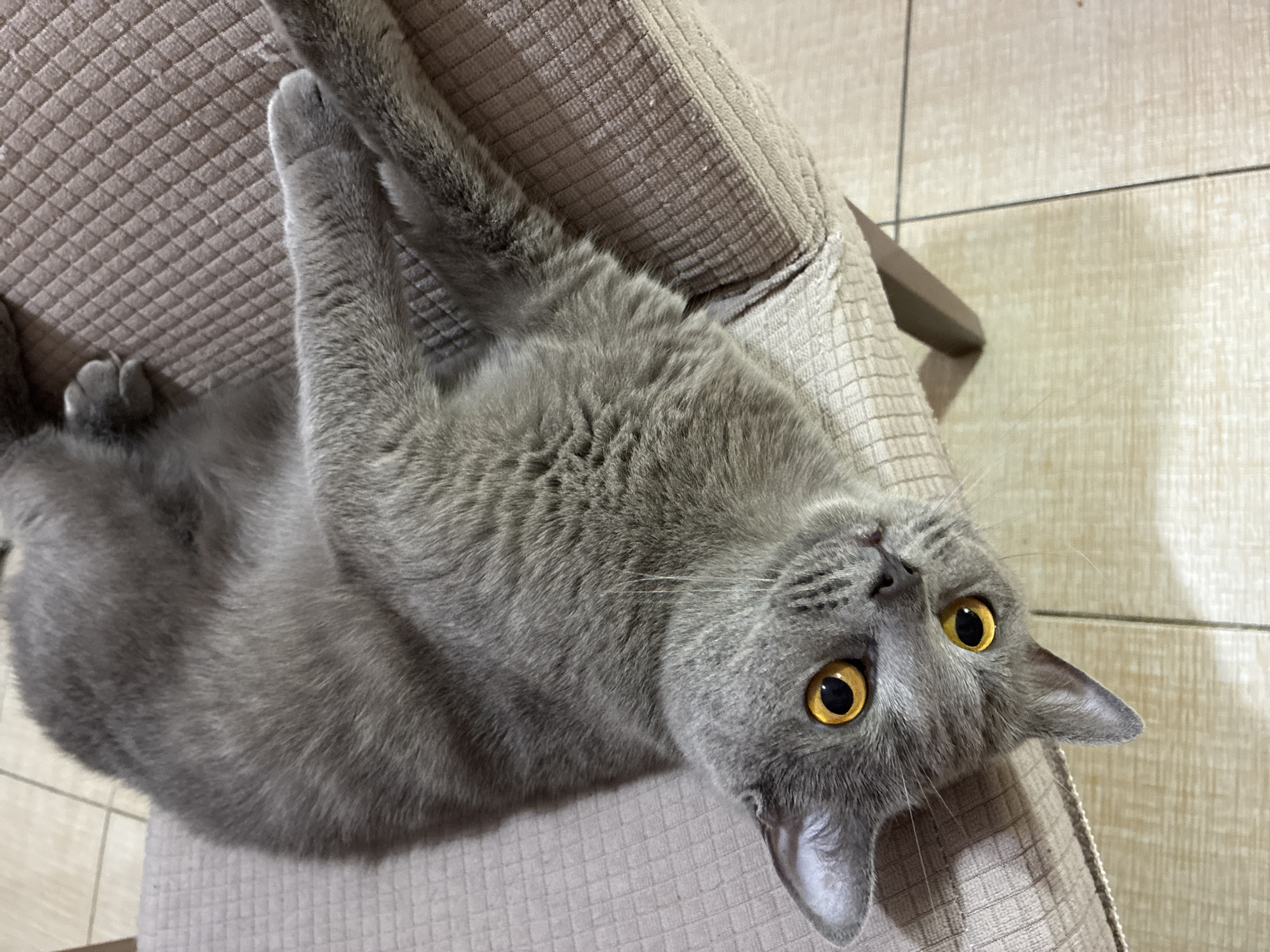 A British Shorthair cat with grey fur and striking yellow eyes is lying on its back on a textured, light-colored chair. The cat's paws are relaxed, and its body is stretched out. The chair is positioned on a tiled floor, which appears to be light beige with darker grout lines. The background is out of focus. This scene is likely in Alanya, Turkey, given the contextual information.