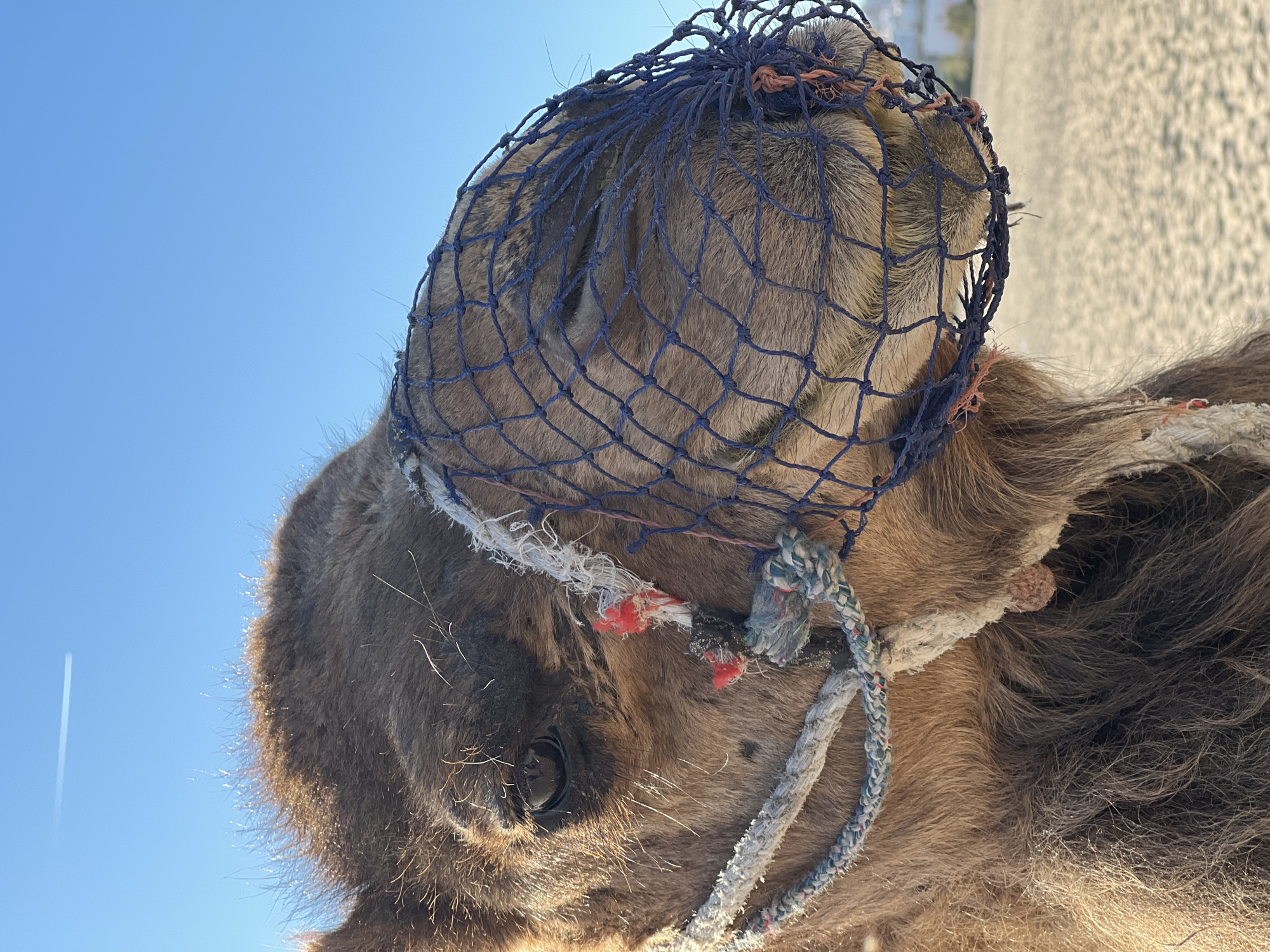 A close-up shot captures the head of a camel, equipped with a blue net covering its head. The camel is tied with white and blue ropes. The background features a clear blue sky in the city of Tanger, Morocco.