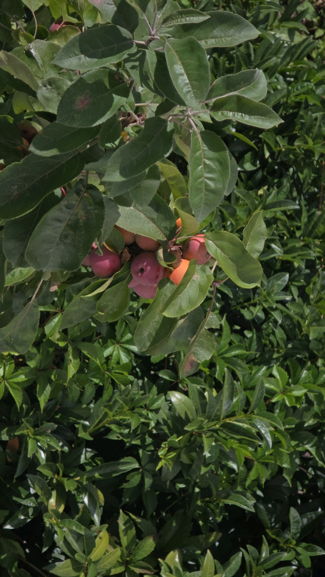 The image shows a close-up view of a tree branch laden with several small, red and orange fruits, likely crabapples. The fruits are clustered together, some partially obscured by the surrounding green leaves. The leaves are broad and ovate, with serrated edges and prominent veins, and appear to be healthy and lush. The background is filled with more dense green foliage, suggesting an outdoor setting, likely in a garden or park. The lighting indicates it is daytime, with dappled sunlight creating shadows on the leaves and fruits. The image does not contain any people or direct evidence of human activity. Without additional context, it is impossible to determine the specific location within Bad Kreuznach, Germany, or the exact time of day or year.