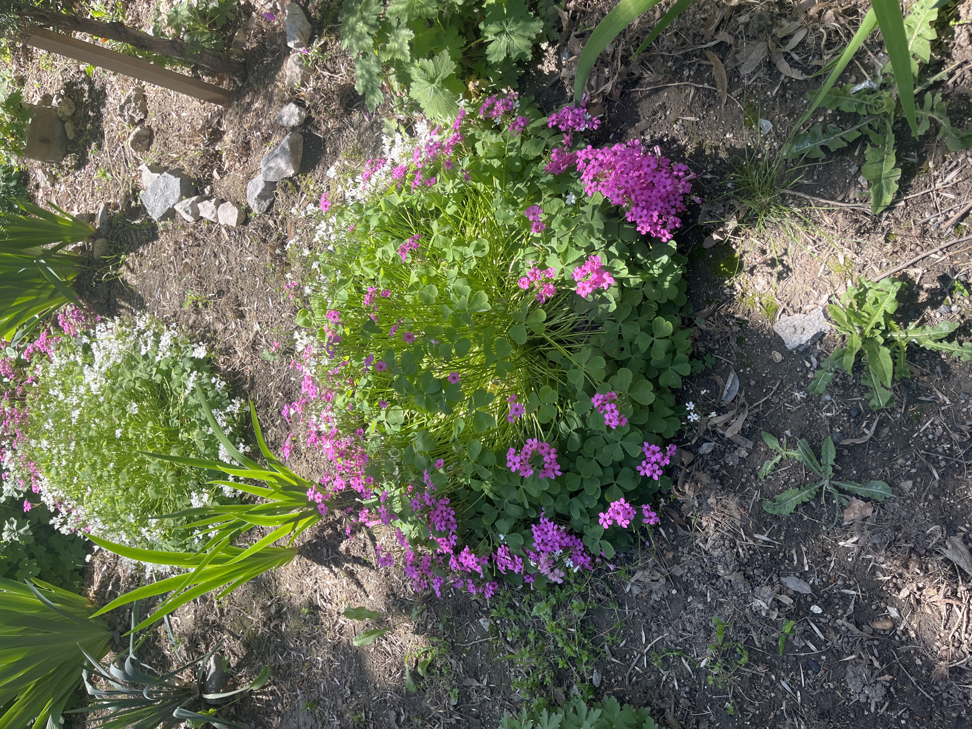 The image shows a garden scene in Plovdiv, Bulgaria. A clump of Oxalis corymbosa with pink flowers dominates the center. To the left is a clump of white Alyssum. The soil is dark and contains leaf litter. In the upper left corner, there are wooden supports and rocks. Weeds are scattered across the ground.