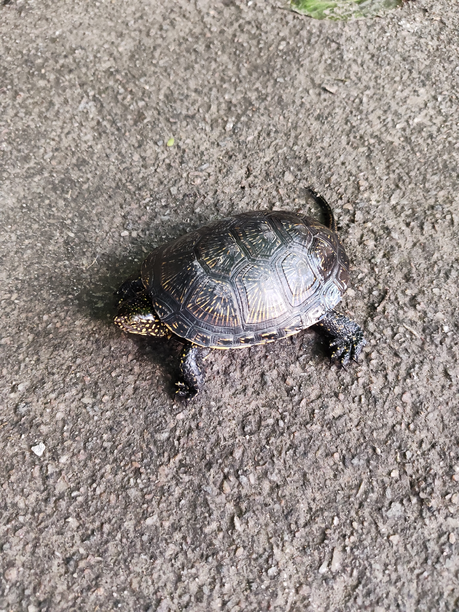 A small turtle with a patterned shell and yellow spots on its head and legs is positioned on a grey, rough-textured surface, possibly asphalt or concrete. The turtle is facing left, with its head extended and its legs splayed out. There is a small green object in the upper right corner of the image, and the surface is speckled with small stones and debris. The overall lighting suggests an outdoor setting. The specific location within Zaporizhzhia, Ukraine, cannot be determined from the provided image.
