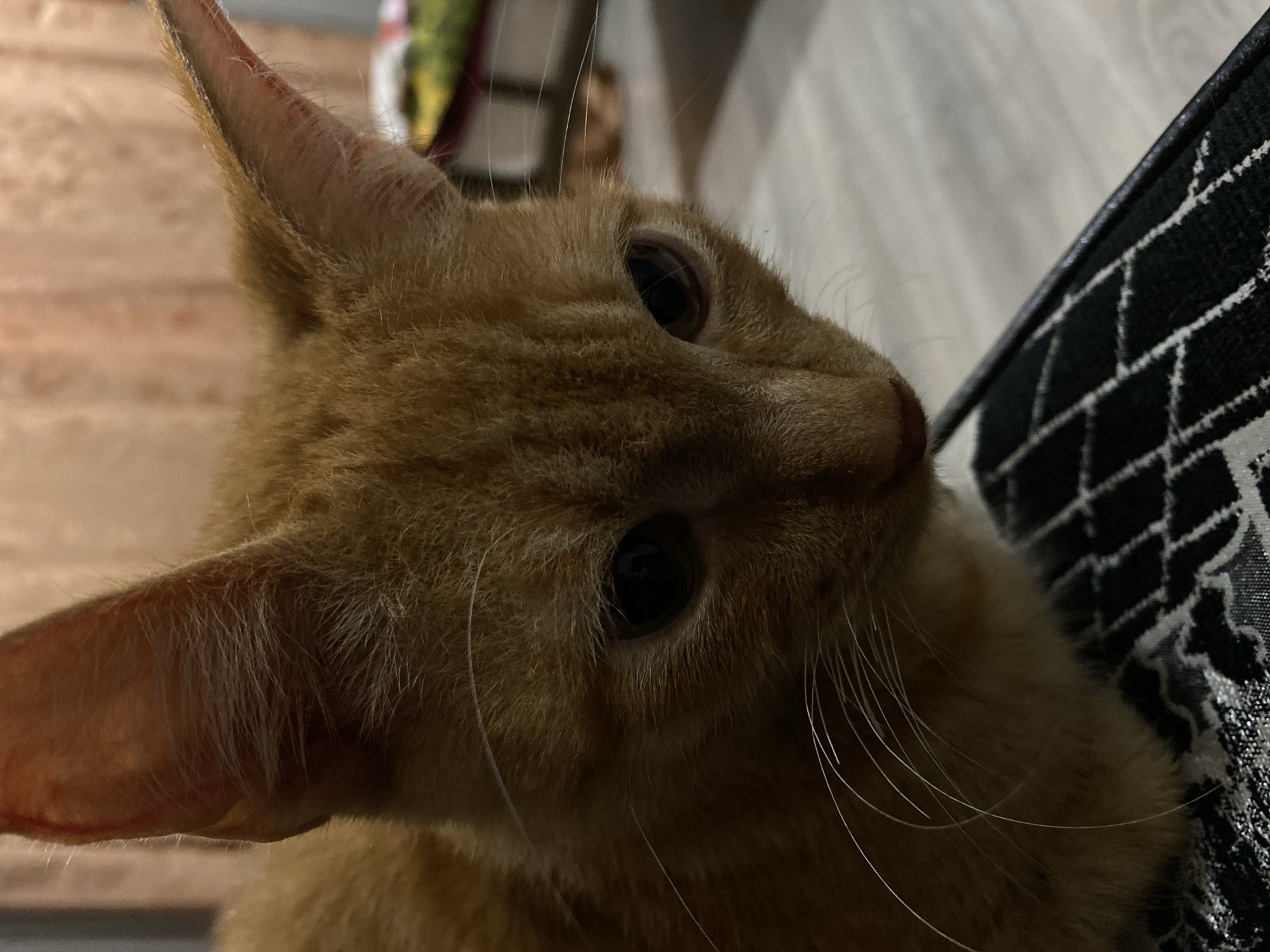 An orange tabby cat is in focus, filling most of the frame from the nose to its ears. The cat is looking downwards, with its eyes partially visible and reflecting light. Its whiskers are prominent and extend outwards from its face. The cat's fur is short and appears soft. The background is blurred, showing a soft pinkish-orange wall and some indistinct objects. The cat is resting on what appears to be a patterned fabric surface, with a wooden floor visible to the right. The lighting in the image is dim, with shadows present on the cat's face.