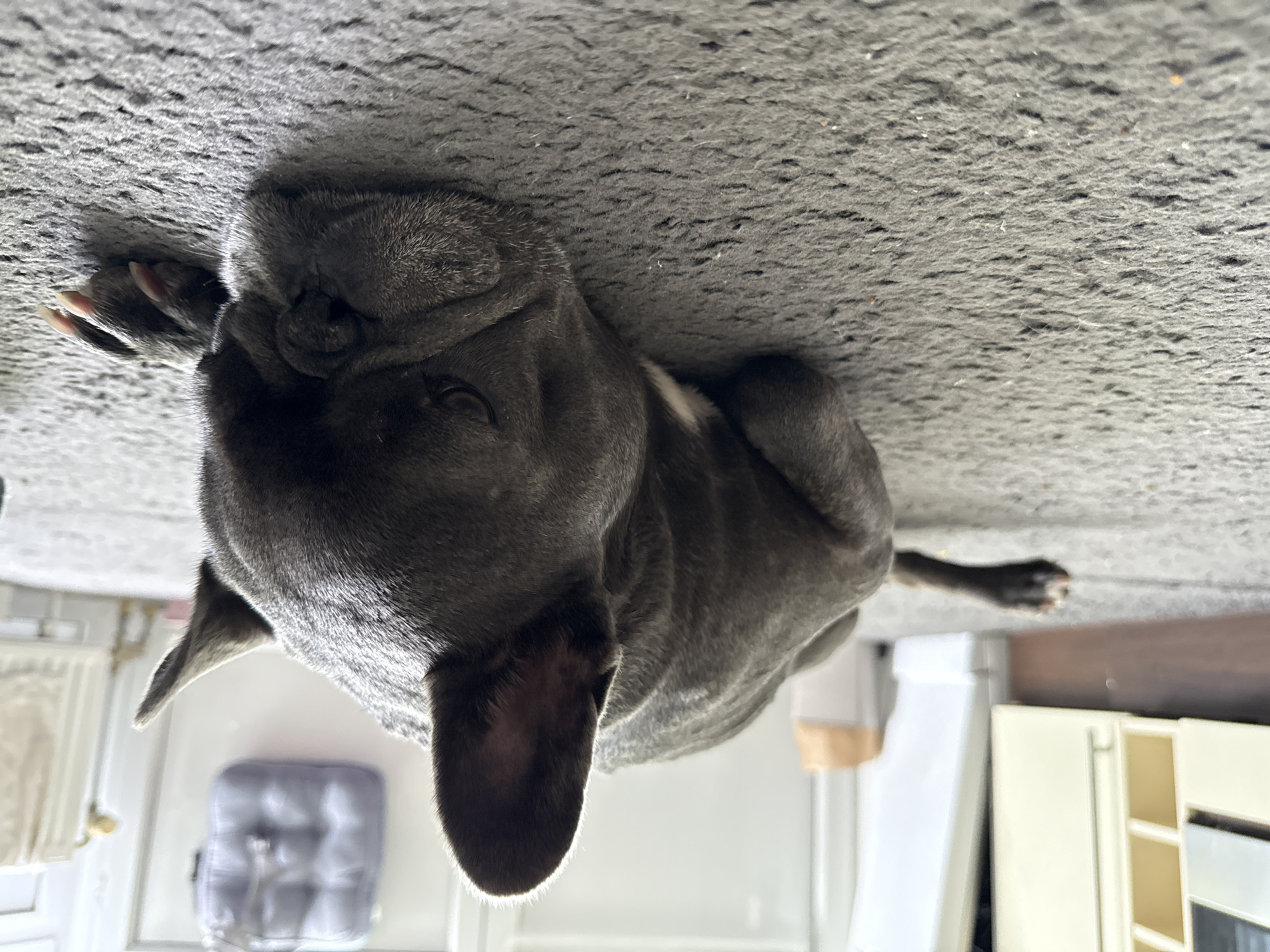 The image shows a dark gray French bulldog lying on a gray carpet. The dog is lying on its side with its head resting on the carpet. Its eyes are closed, and its ears are perked up. The dog's body is curled up, and its tail is tucked underneath it. In the background, there is a white refrigerator and a cream-colored cabinet. There is also a light gray padded cushion hanging on the wall. The scene appears to be indoors, likely in a home. The image does not provide any specific information about the location in Bad Sachsa, Germany.