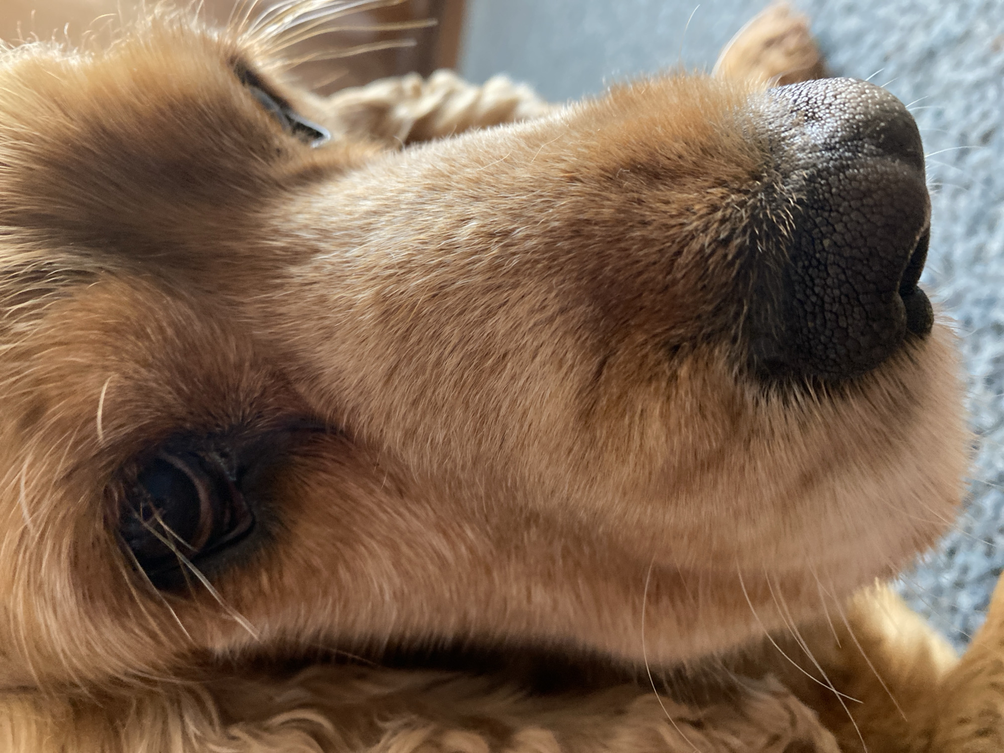 A close-up photograph depicts the face of a golden-colored dog, likely a Cocker Spaniel, focusing primarily on its eye and nose. The dog's nose is black and textured, filling the right side of the frame. The eye, surrounded by brown fur, is visible on the left side. The background is blurry and indistinct. Location cannot be determined based on visual information.
