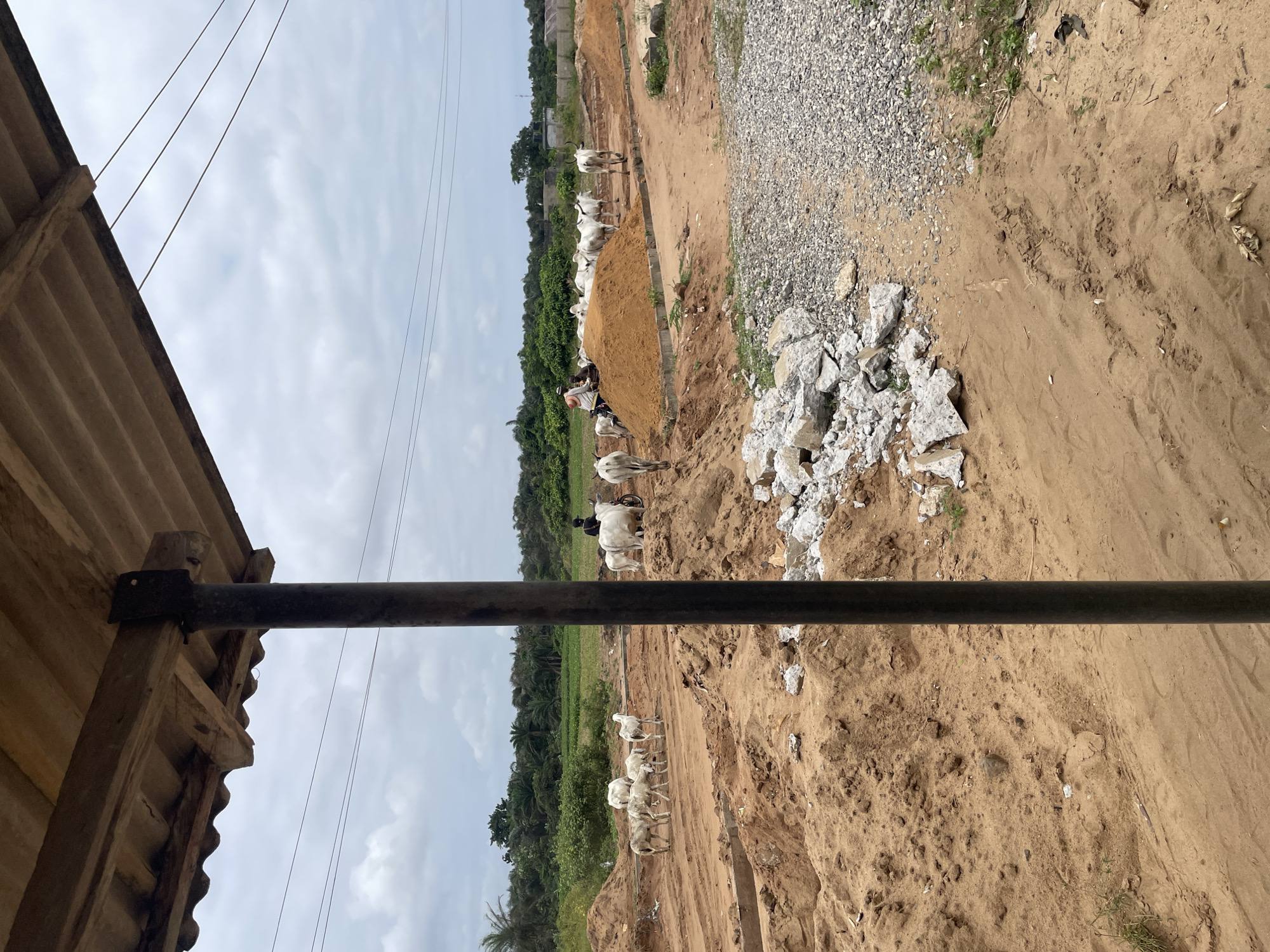 The image depicts a rural scene in Iyafin, Nigeria. In the foreground, a dirt path is covered with sand and scattered white rocks. A dark metal pole stands vertically, supporting a corrugated roof structure overhead. Beyond this, a herd of white cattle is visible grazing on a dirt road. Two individuals are present: one is on a motorbike in the middle ground, and another stands near the cattle. The background features a lush green landscape with palm trees and other vegetation. The sky is overcast, with a cloudy, gray appearance. The overall environment suggests a construction or undeveloped area with livestock present.