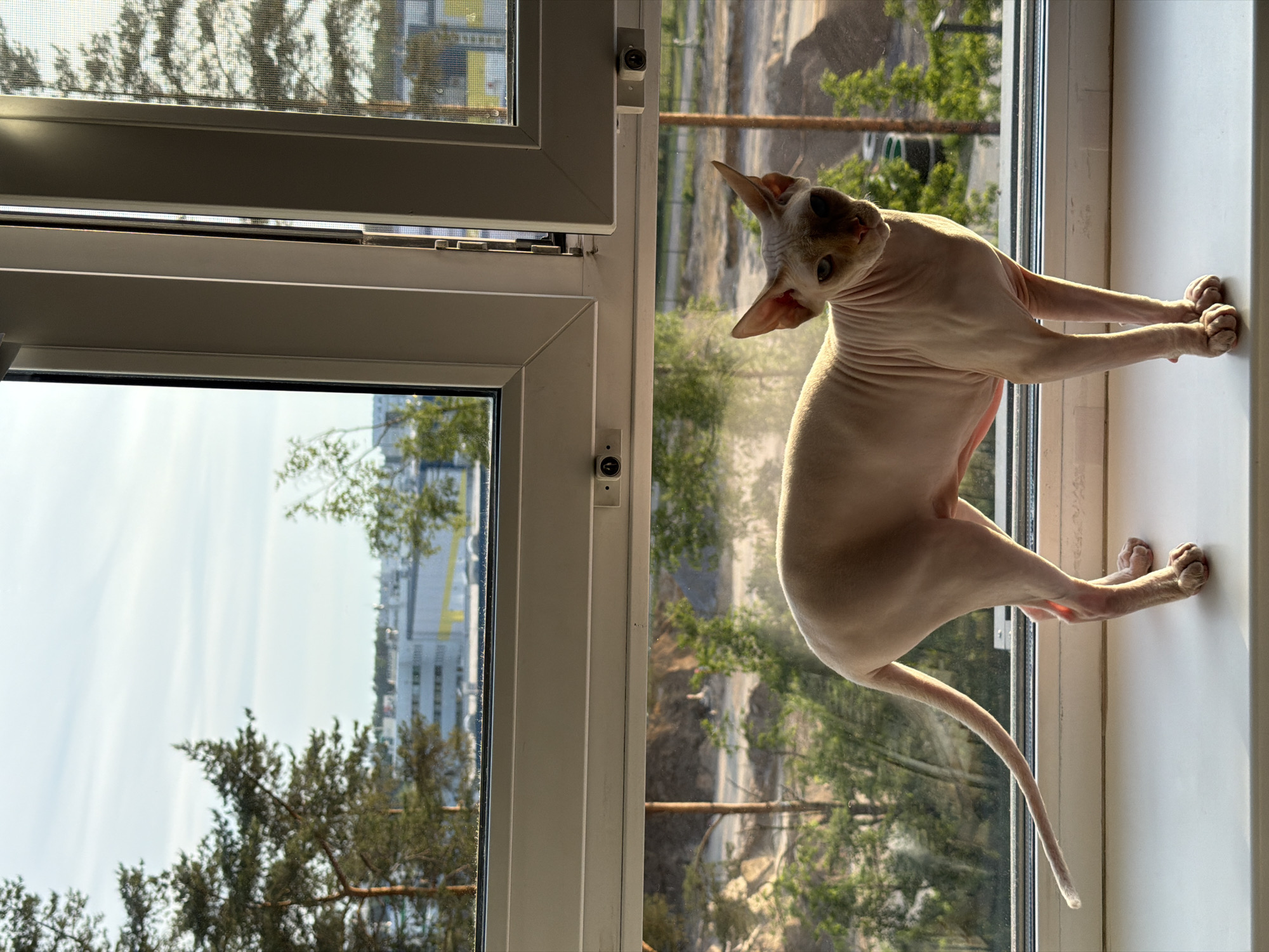 The image features a light pinkish-beige Sphynx cat standing on a white windowsill, facing slightly towards the camera with its gaze directed forward. The cat is illuminated by direct sunlight from the left, highlighting its smooth skin and creating a warm glow. Its eyes appear to be a light blue or green hue. The cat's left front paw is slightly raised, revealing its claws.
The windowsill is made of a smooth, white material, likely PVC. Behind the cat, a multi-paned white PVC window frame is visible, comprising at least two opening sashes. Child safety locks or restrictors are installed on the lower horizontal sections of the window frames. The rightmost window pane incorporates a dark, fine mesh screen.
Beyond the window, an outdoor scene unfolds under a light blue sky with scattered thin clouds. In the immediate foreground outside, the ground is disturbed and uneven, suggesting a construction site or recently cleared land, with sparse green vegetation and young trees. A dirt path or road is visible traversing this area. Further into the mid-ground on the left, several mature pine trees stand. In the background, a series of large, modern industrial or commercial buildings with light-colored facades and distinct horizontal yellow banding or accents are visible. This architectural style and the surrounding environment—a mix of modern industrial development, natural elements, and construction activity—are characteristic of the urban periphery of Saint Petersburg, Russia, consistent with areas such as Shushary, Metallostroy, or Parnas.