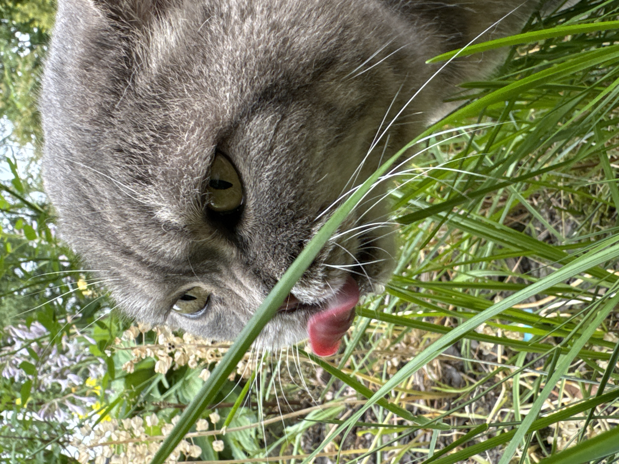 A close-up, eye-level shot captures the face of a grey tabby cat with bright green eyes, peeking through lush green grass and foliage. The cat's pink tongue is extended, licking its nose, suggesting it might be tasting something. The background is filled with the soft blur of green leaves, light purple flowers, and hints of dried grasses, indicating an outdoor, natural setting, possibly a garden or park in Österskär, Sweden. The lighting is natural and diffused, highlighting the texture of the cat's fur and the vibrant green of the grass.
