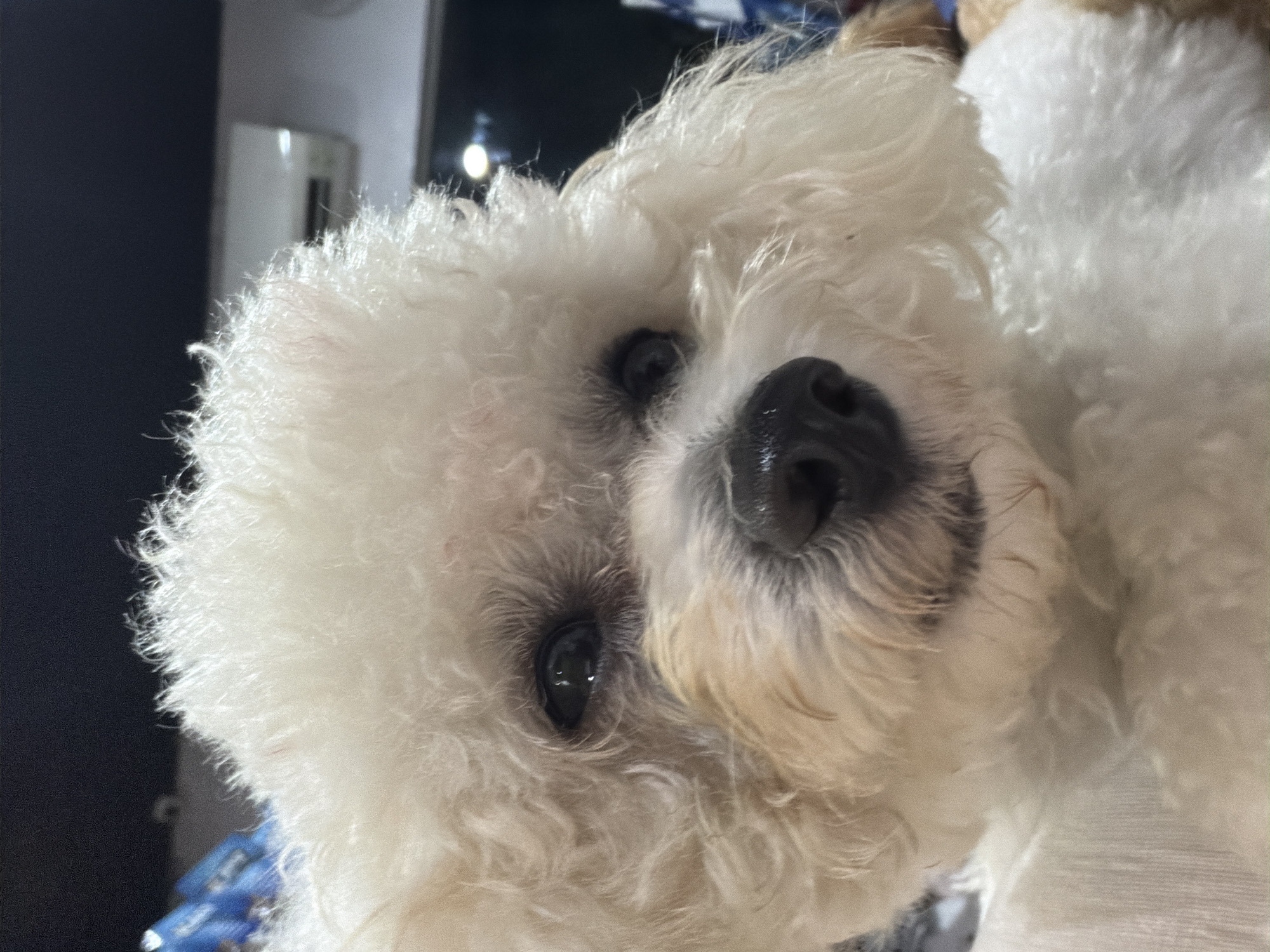 A close-up shot focuses on a fluffy, white dog, likely a Bichon Frise or similar breed. The dog's black eyes and nose are prominent. The background is partially visible and indistinct. The location is Kedewatan, Indonesia.