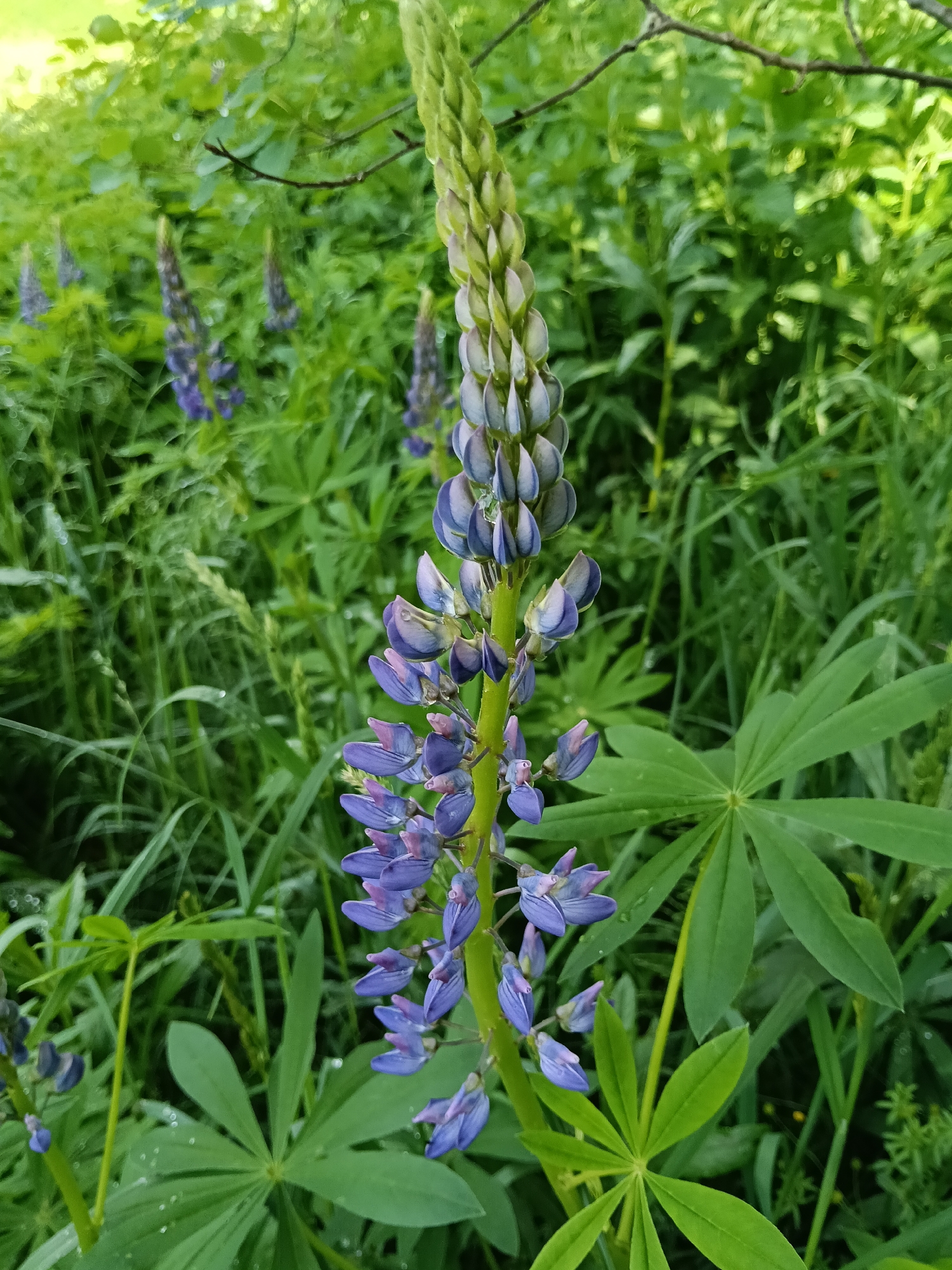 The image shows a lupine flower in bloom, featuring blue and purple petals. The flower is positioned in a field of green vegetation, with other lupine plants visible in the background. The location is Красный Маяк, Russia.