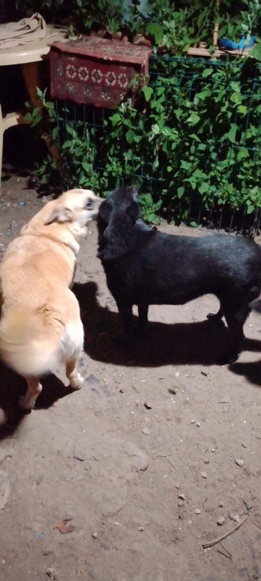 Two dogs are interacting outdoors. One dog, light tan in color, is facing left and appears to be leaning its head towards the other dog. The second dog, which is black, is facing right and is partially obscuring the first dog's face. They are standing on a dirt or gravel surface. In the background, there is a green metal fence with lush green foliage growing over it. To the left of the fence, a portion of a light-colored table or chair is visible, with a decorative red textile item placed on top of the fence. The lighting suggests it is nighttime or dusk. The location is specified as the city of Belgorod, Russia.