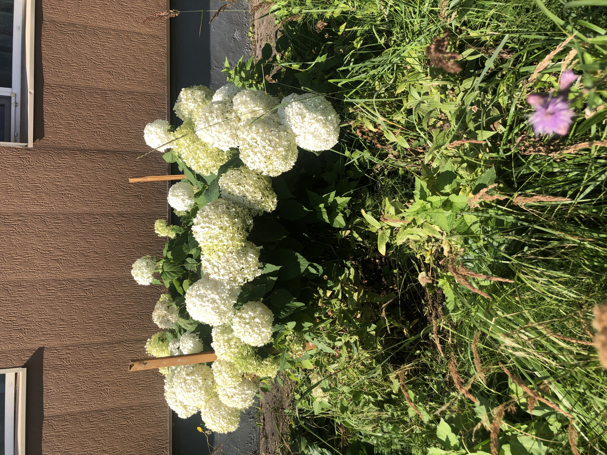 A sunlit exterior shot shows a large cluster of white hydrangeas with some green foliage. The hydrangeas are supported by two wooden stakes. Behind the flowers, a textured brown wall of a building is visible, with a window at the top left. In the foreground, tall green grass and some brown seed stalks are present, with a small purple flower slightly out of focus at the bottom right. The setting appears to be a garden or yard, possibly in a residential area. No people or animals are visible in the image. The overall impression is one of a peaceful summer day in a well-maintained garden. There is no information in the image that would indicate a location in Khimki, Russia.