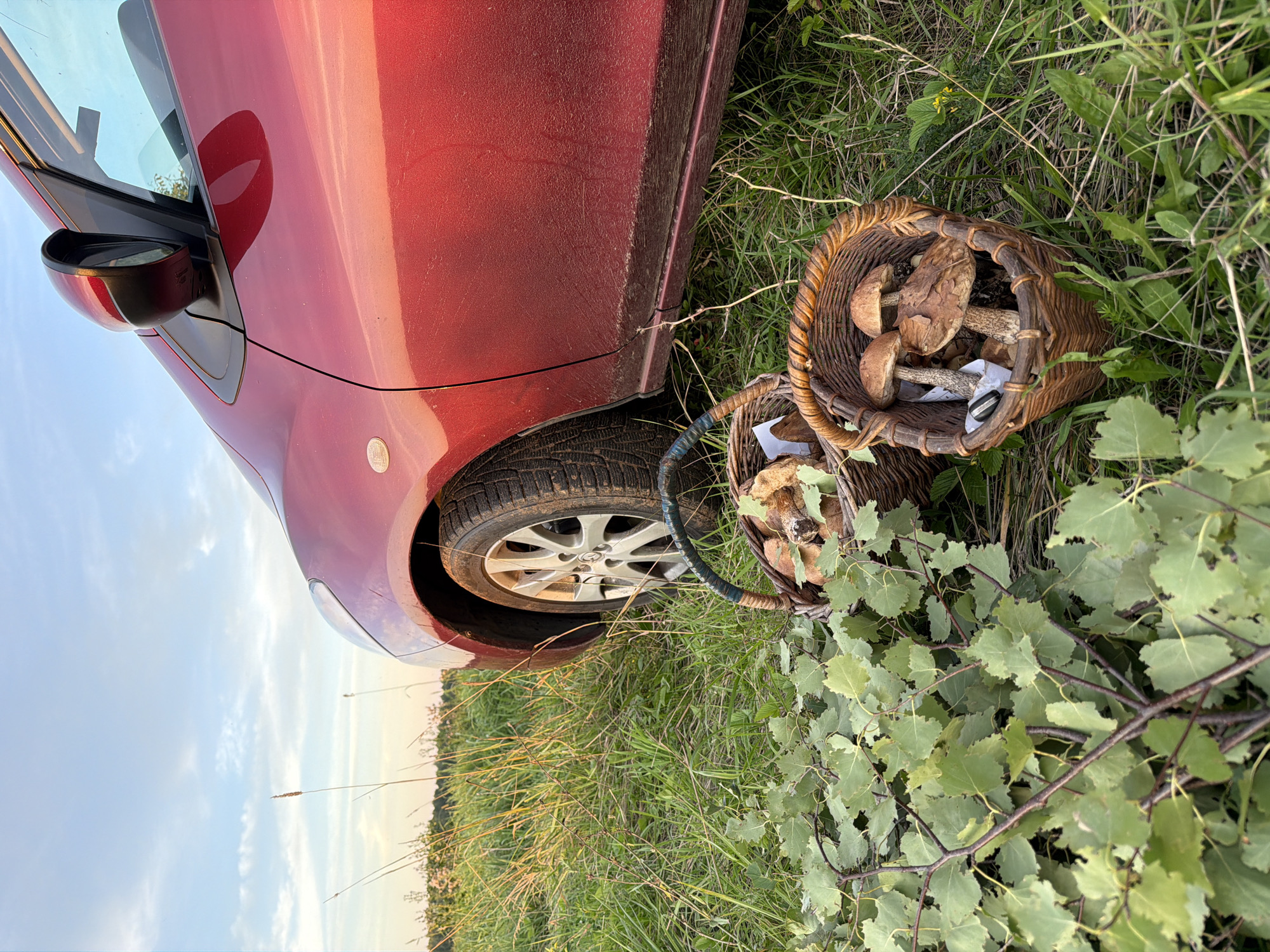 This image shows two wicker baskets filled with mushrooms in a grassy field, next to the side of a red car. The car appears to be parked on the grass. Branches with green leaves are spread out in the foreground. The scene is set outdoors under a cloudy sky with hints of sunset colors. The location is identified as Bol'shie Kurashki, Russia.
