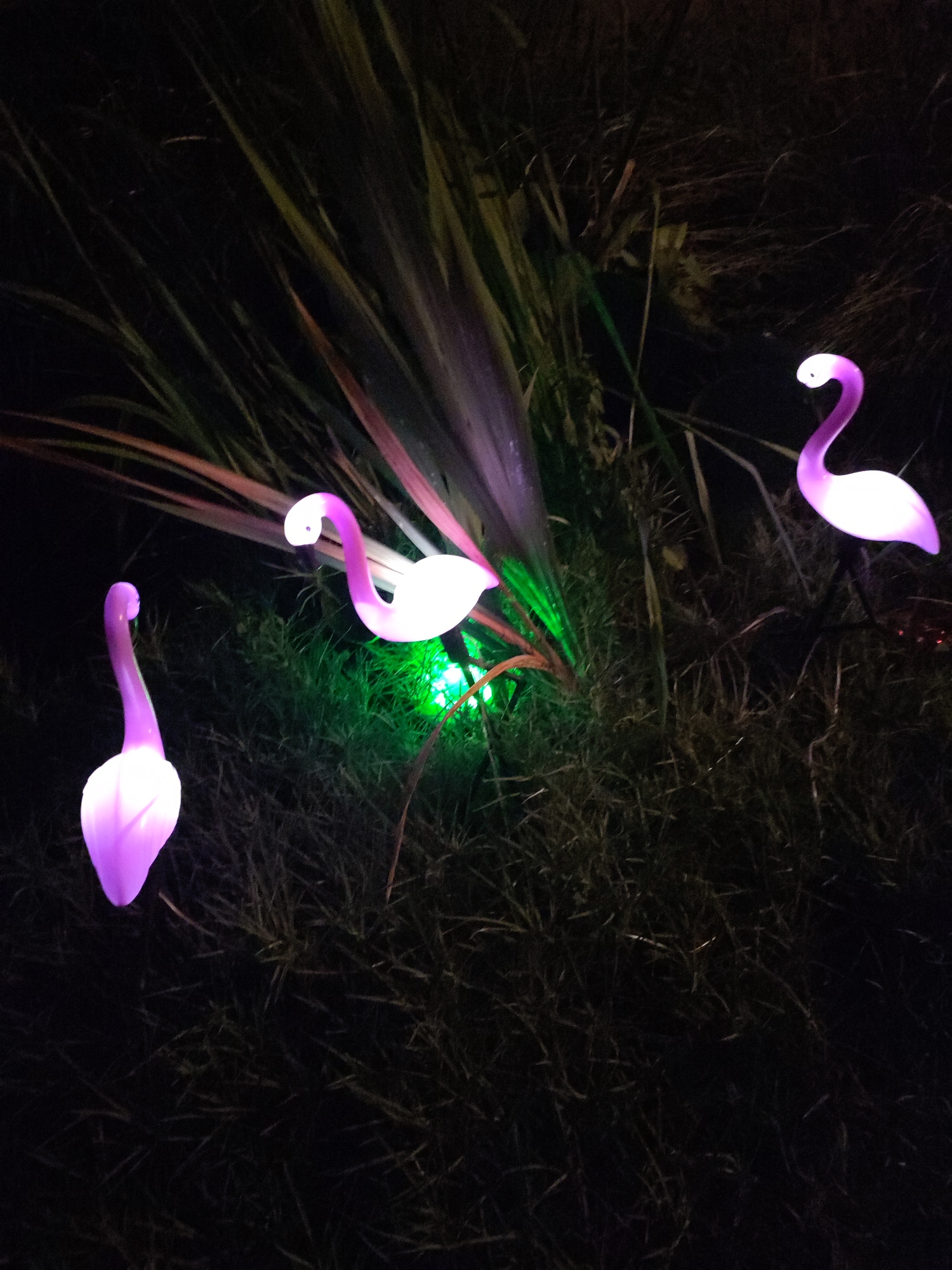 The image depicts three illuminated flamingo lawn ornaments in a dark outdoor environment, likely a garden or yard. The ornaments are predominantly white with a soft purple glow. One flamingo is positioned on the left side of the frame, facing towards the right. Another flamingo is in the center, with its neck curved and head lowered. The third flamingo is on the right, also with its neck curved. Green light emanates from the base of the central flamingo, illuminating the surrounding grass and foliage. The background consists of dark grass and tall, leafy plants, suggesting it is nighttime. There are no people visible in the image. The scene is devoid of any identifying markers for a specific location in Abinsk, Russia, or any other city.