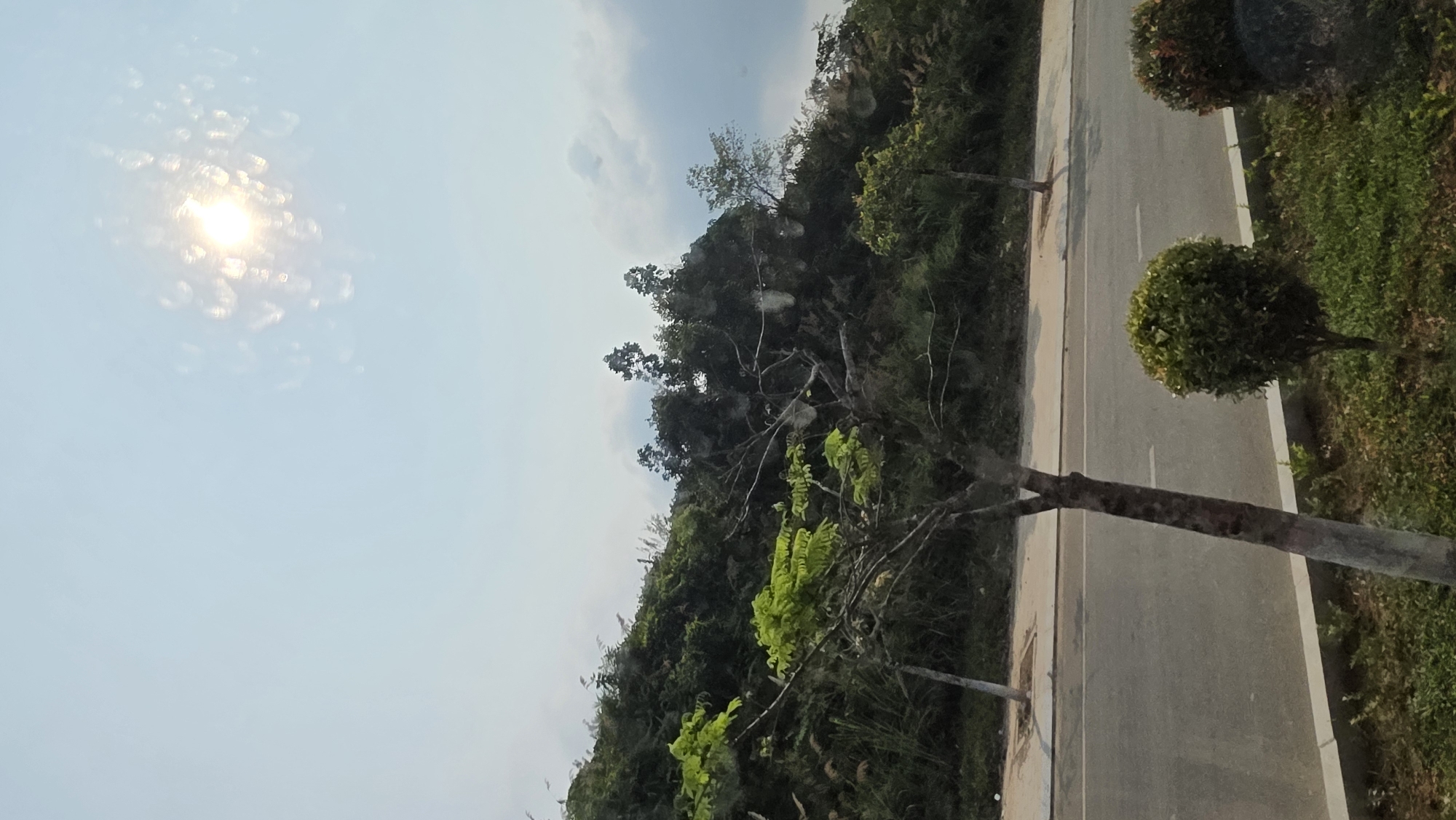 The scene presents an asphalt road bordering a lush, elevated landscape of verdant vegetation, possibly located in Bờ Y, Vietnam. On the right side of the road, meticulously pruned, round shrubs line the edge, transitioning into a grassy area. A thin tree stands at the road's edge, its branches sparsely adorned with new, vibrant green leaves. The backdrop features a densely forested hill with taller trees visible against the sky. Overhead, the sky is a pale blue with a bright sun, obscured by light clouds and emitting a lens flare effect. The photograph's orientation is rotated, displaying the road vertically on the right and the sky on the left.