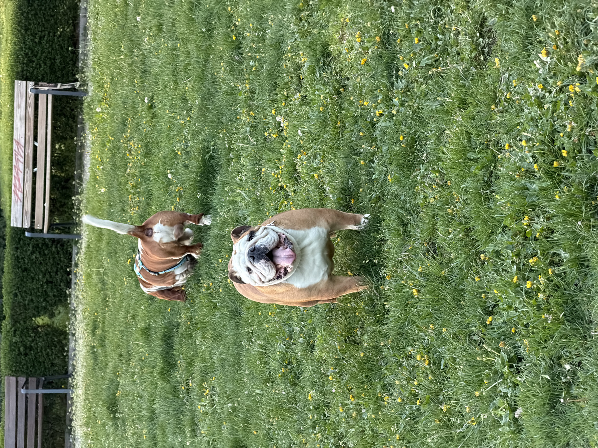 The image shows two bulldogs in a grassy area with benches. One dog is upside down with its tongue out. The other dog has its rear end facing the camera. The location is likely in a park in Sofia, Bulgaria, based on the typical architecture. The grass is green and contains yellow dandelions.