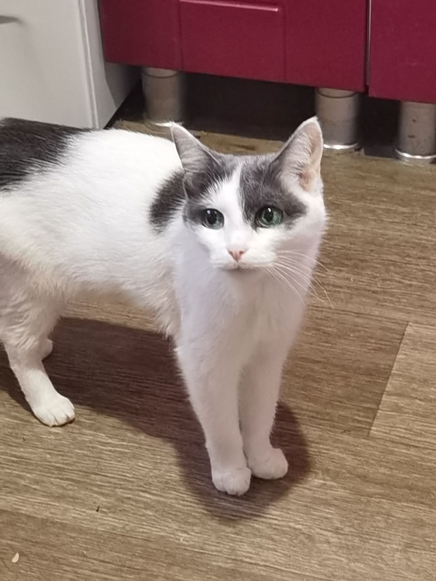 A black and white cat stands on a wooden floor. The cat has green eyes and a black patch of fur on its back. In the background, there is a red cabinet with silver legs. The scene appears to be indoors, likely in a residential setting. The specific location in the city of Chaikovsky, Russia cannot be determined from the visual information provided in the image.