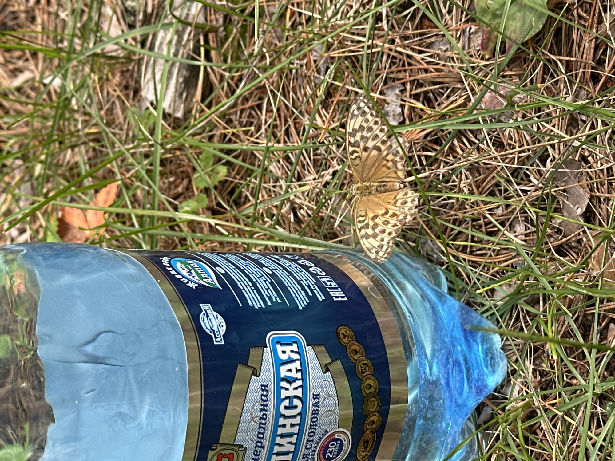 A brown and white butterfly with open wings rests on the ground amidst dry pine needles and green grass. To the left of the butterfly, a large blue plastic bottle of mineral water stands upright, with its label partially visible. The label is predominantly blue and gold, with text in Russian. The water inside the bottle appears clear and blue. The environment is outdoors, likely a natural setting such as a forest floor.