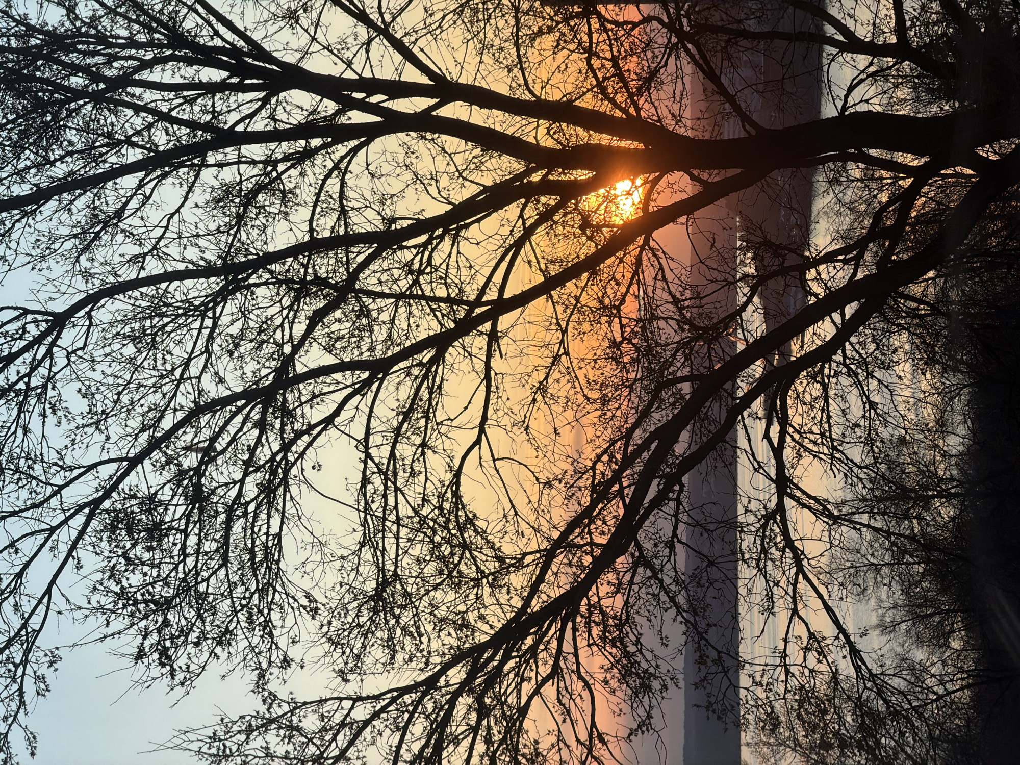 The image displays a striking natural scene dominated by the intricate silhouette of a large, bare-branched tree. The dark, slender branches and twigs extend across the frame, forming a complex network against the sky.
A bright, intense sun is visible in the upper central-right portion of the image, partially obscured by the tree's branches. Its strong backlight creates a halo effect and illuminates the sky with warm, vibrant colors. The sky exhibits a clear gradient, transitioning from a cooler, light blue-grey on the left side to vivid yellows, oranges, and soft pinks around the sun and towards the right edge of the frame. This color transition and the low position of the sun strongly suggest either a sunrise or sunset.
In the far right background, behind the colorful sky, indistinct vertical bands of muted grey and dark blue are visible. These shapes are hazy but suggest distant structures, a city skyline, or landforms, possibly part of the landscape around Izhevsk, Russia.
The scene captures a moment of serene natural beauty, emphasizing the stark elegance of the bare tree against a dramatically lit sky. The absence of leaves on the tree suggests a colder season, such as winter or early spring. There are no visible people, animals, discernible activity, or text within the image.