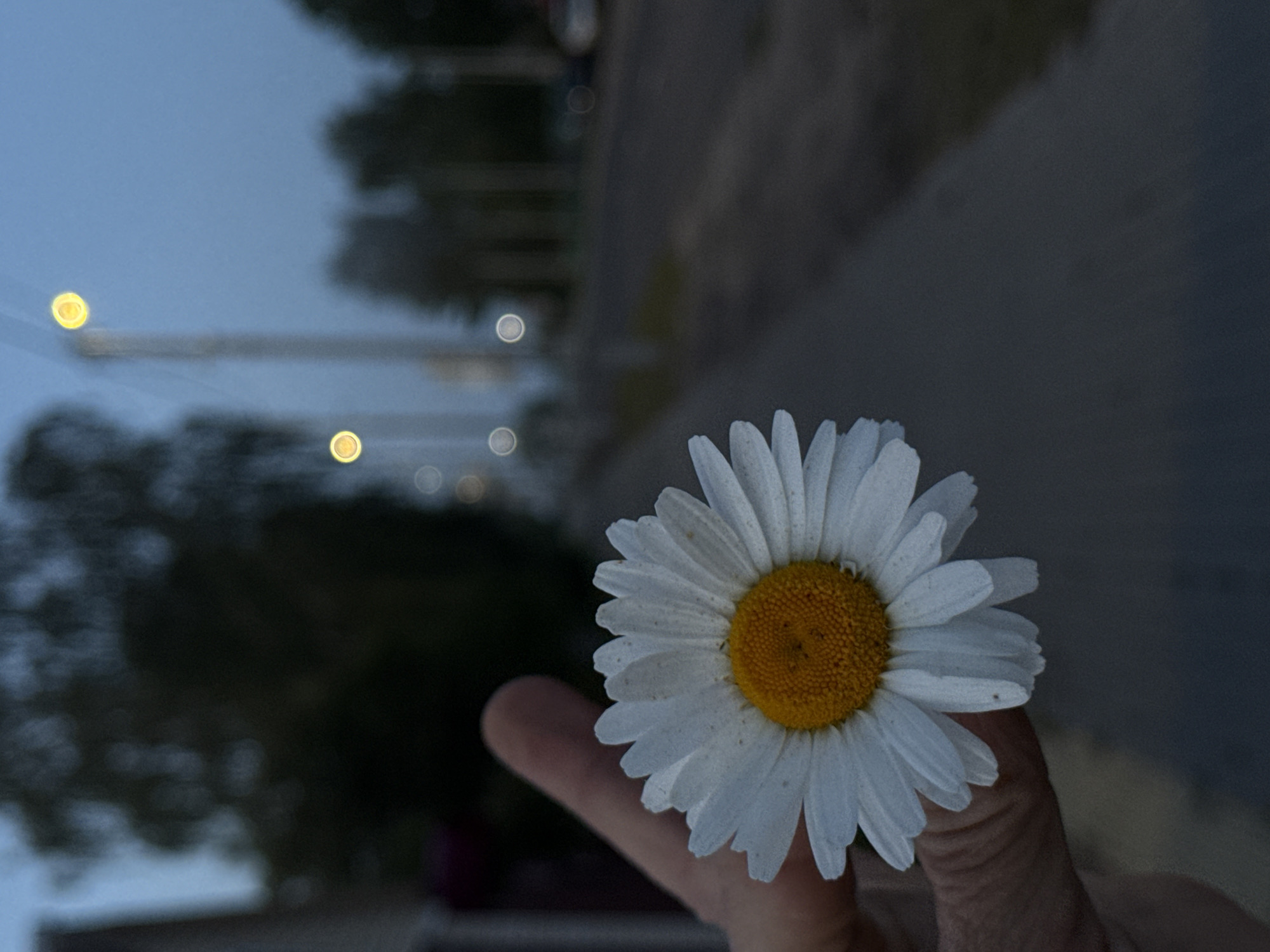 The image displays a close-up of a white daisy flower held in a person's hand. The flower, with its distinct white petals and bright yellow center, is the sharpest element in the foreground. The person's fingers are visible, gently clasping the stem of the daisy.
The background is intentionally blurred, creating a bokeh effect. Within this soft focus, several bright, circular, yellow-orange lights are visible, suggesting artificial light sources in the distance, such as streetlights or building lights. Dark, indistinct shapes, likely trees or other foliage, also appear in the blurred background. The sky, visible in the upper portion, is a muted light blue, indicative of twilight or early evening. The overall lighting is dim, further supporting the time of day.
The image captures a tranquil moment, focusing on the simple beauty of the flower against a softly lit, out-of-focus backdrop. There is no specific activity depicted other than holding the flower. No text is visible. The setting is outdoors, possibly in an area with both natural elements and distant artificial lighting, aligning with a location like Лабжанскі сельскі Савет, Belarus.