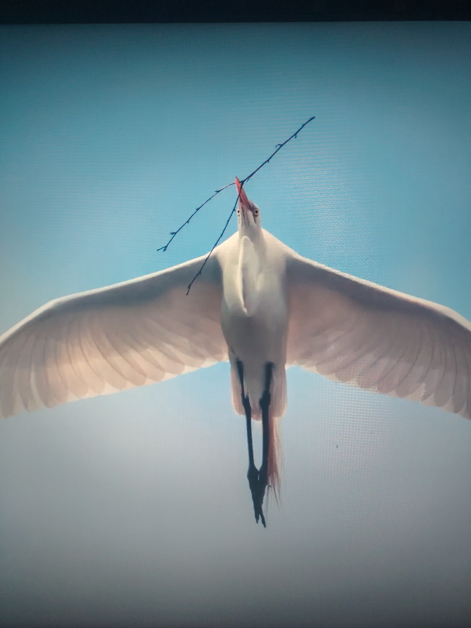 A white bird is flying in the sky carrying a twig in its beak. The bird has wide wings and its legs are dangling below its body. The sky is a light blue color.