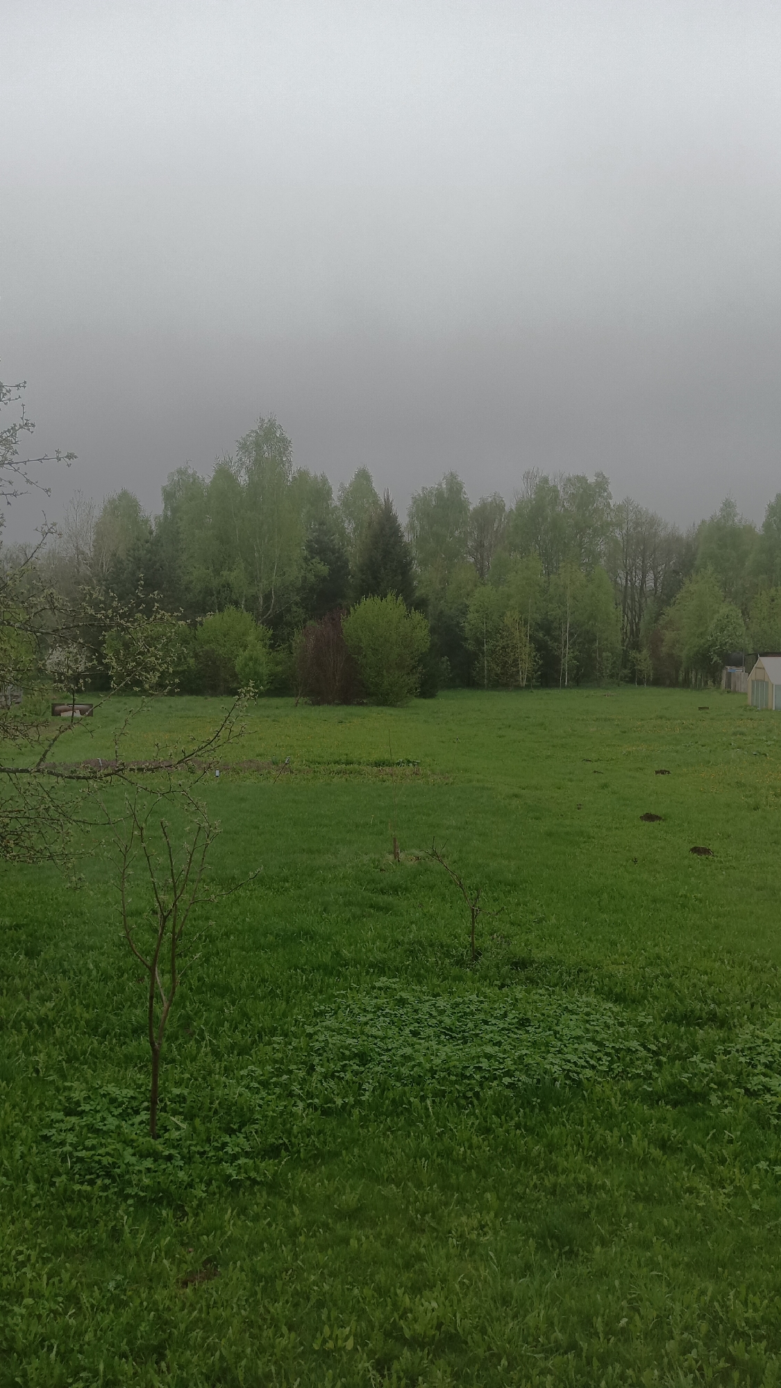 The image depicts a grassy field in Donino, Russia, under a heavy overcast sky. In the background, a line of deciduous trees separates the field from what appears to be a forested area. In the field itself, the grass is unevenly cut, showing patches of different vegetation. There are several small trees planted in the field. In the background, a structure with a translucent roof is visible on the right side.