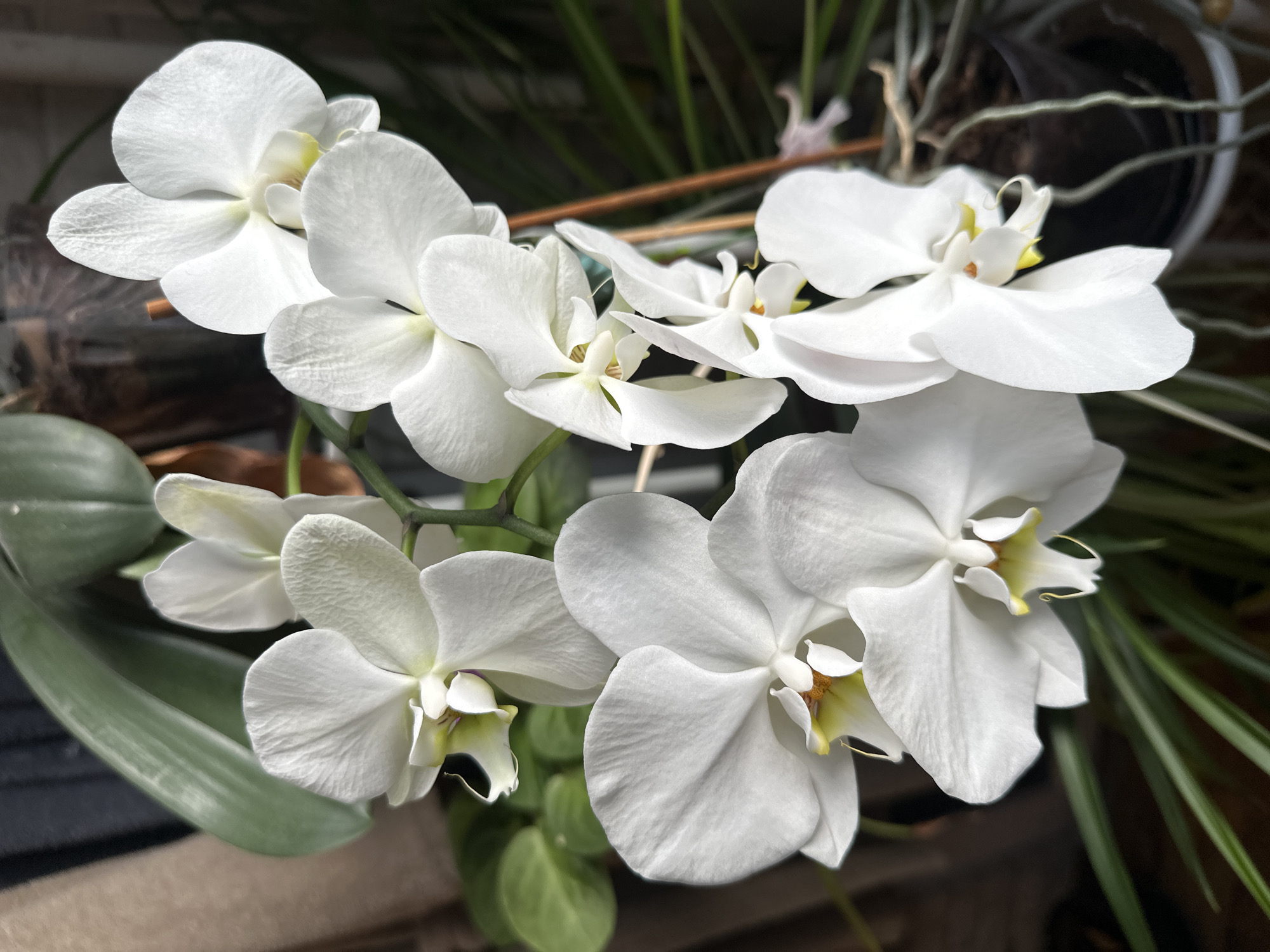 The image captures a close-up of multiple white Phalaenopsis orchids in full bloom, creating a lush, elegant display. Several individual flowers, characterized by their large, pristine white petals and sepals, are prominently featured across the frame. Each orchid flower displays a delicate, intricate central labellum, which transitions from a pale yellow to a light green color, adding a subtle contrast to the pure white. The petals show fine textural details and subtle veins.
The orchids are arranged on slender green stems, which are partially visible. In the background, blurred elements suggest additional green foliage, likely from the orchid plant itself and possibly other plants, contributing to a natural, verdant setting. A dark-colored pot or container is partially visible on the right side of the image, along with brown wooden stakes used to support the tall orchid stems. Some aerial roots, characteristic of Phalaenopsis orchids, are also discernible in the upper right background.
The lighting appears to be natural daylight, possibly diffused or indirect, creating soft shadows and highlights that emphasize the form and texture of the flowers. The scene evokes a sense of tranquility and natural beauty, typical of an indoor plant display. No specific activity or event is taking place, and no text is visible within the image. The setting suggests an indoor environment, such as a home or a greenhouse, where the orchids are cultivated.