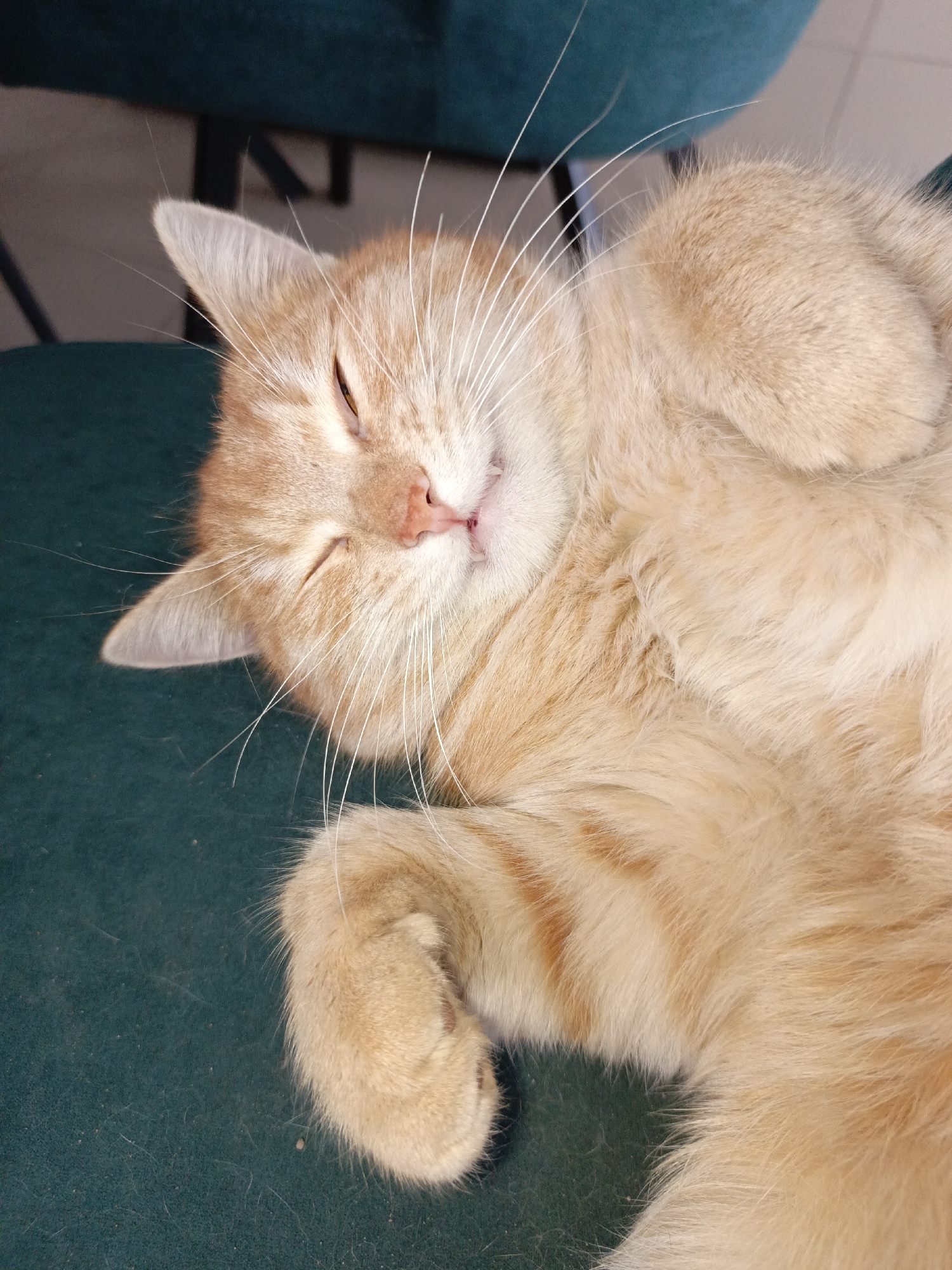 A close-up, high-angle shot depicts an orange tabby cat sleeping on a dark green surface. The cat is curled on its side with paws tucked near its face. The cat's eyes are closed, and whiskers are prominent. The surface appears to be part of a chair. There are no indications of the location being Noviy, Russia.