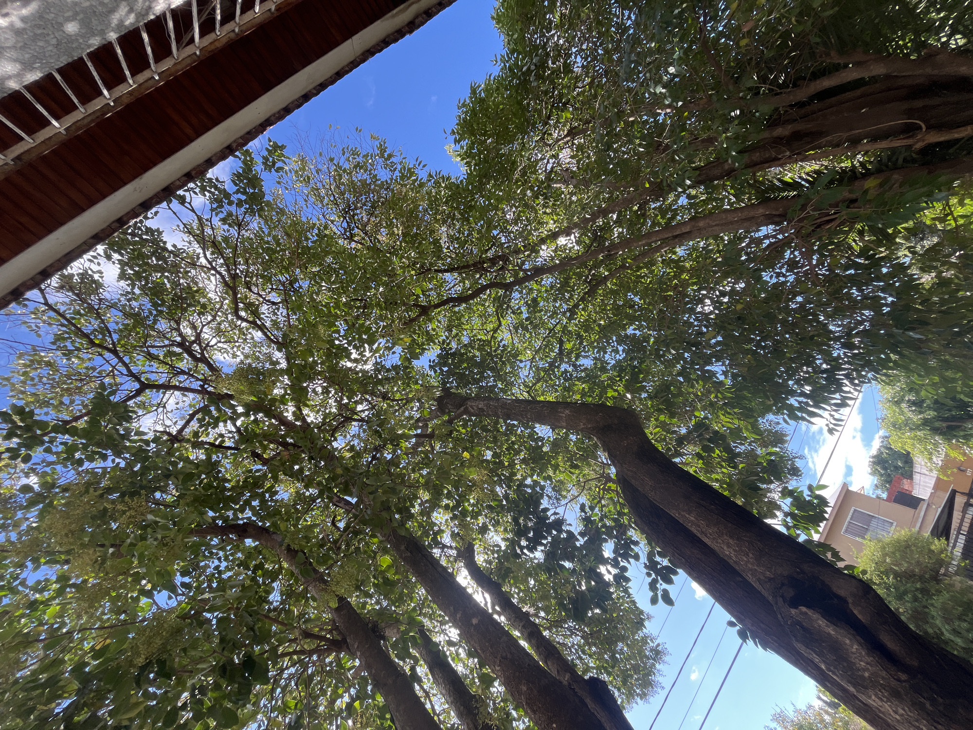 The image, likely taken in Llavallol, Argentina, shows a view looking upwards through the canopy of several trees towards a bright blue sky with some clouds. A portion of a building with a red-tiled roof and a white exterior wall is visible in the upper left corner of the frame. Another building can be seen through the trees in the background on the right side of the image. The tree trunks are dark and textured, and some appear to have power lines running near them. The leaves are mostly green. The image is taken from ground level, looking up towards the sky through the trees.