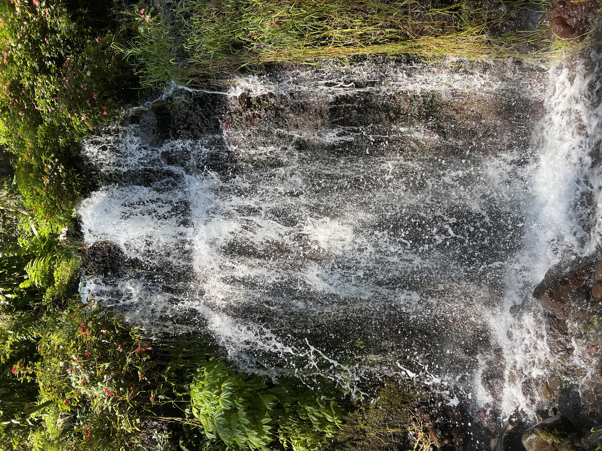 This is a medium shot, eye-level photograph of a waterfall cascading down a dark rock face, framed by lush green vegetation and small red flowers. The water is a bright white against the dark rock, creating a dynamic spray as it falls. The surrounding foliage is dense and vibrant, with large green leaves on the left and tall, thin blades of grass on the right. Small red flowers are interspersed throughout the greenery at the top of the waterfall. The bottom of the waterfall shows rocks and churning water. The overall impression is one of a natural, vibrant, and secluded waterfall. The location is specified as Busungbiu, Indonesia.