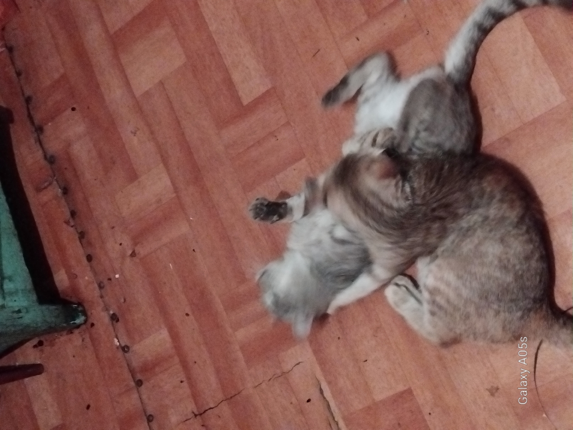 Two cats are wrestling on a wooden floor. One cat is lying on its back, while the other is on top of it. The cats are both grey and white. The floor is made of wood planks arranged in a herringbone pattern. In the background, there is a table leg that is green. The scene is illuminated by artificial light.