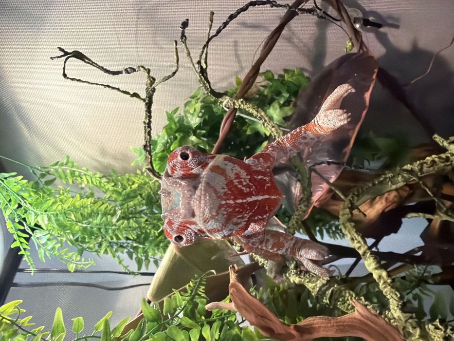 An adult chameleon, likely a Panther Chameleon, is depicted in a front-facing, head-on view within an indoor enclosure. The reptile exhibits a prominent reddish-orange base coloration with distinct, irregular white and pale grey markings distributed across its face, body, and limbs. A subtle teal or greenish coloration is visible on the top of its head (casque area). Its independently moving eyes are directed forward, fixated. The chameleon is positioned on a network of naturalistic branches and broad, dark leaves. Its forelegs grip one branch, while its hind legs are observed resting on a leaf directly below. The environment is densely furnished with artificial green foliage, mimicking ferns and other plants, which occupies the background and midground. The rear boundary of the enclosure consists of a light-colored mesh screen. This scene is situated within an indoor setting in Los Angeles, United States of America.