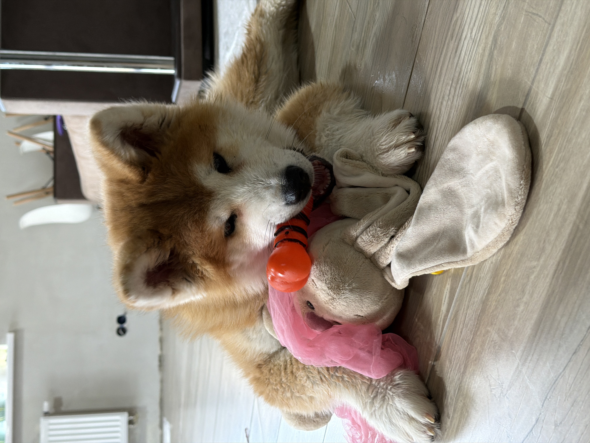 This image captures a light brown and white fluffy dog, likely a puppy of a spitz-type breed such as an Akita, lying on its back or side on a light-colored wooden floor. The dog is engaged in play, holding an orange and black striped rubber toy in its open mouth. Beside the rubber toy is a light beige or white plush toy, possibly a bunny or bear, which is partially covered by a piece of pink mesh or tulle fabric. One of the dog's paws, with visible claws, rests near the plush toy.
The scene is set indoors, within what appears to be a residential space in Chaikovsky, Russia. The floor is made of light wooden planks. In the background, dark brown furniture, possibly part of a chair or sofa, is visible, along with light-colored walls. Cropped views indicate the presence of a white radiator, a window, and electrical outlets on a wall, reinforcing the domestic setting. The lighting suggests it is daytime. The dog appears playful and content, deeply engrossed with its toys. There is no visible text in the image.