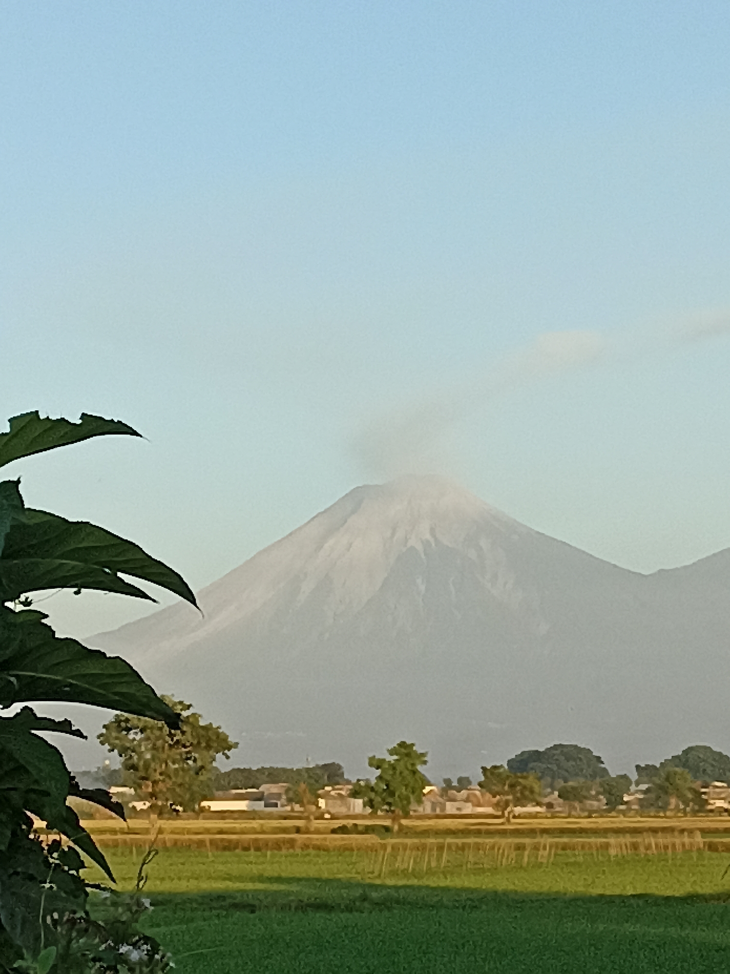 The image depicts a scenic view of Mount Semeru in Rogotrunan, Indonesia. In the foreground, large green leaves are partially visible on the left side of the frame, obscuring a portion of the scene. Beyond the leaves, a verdant green rice field stretches across the middle ground, with rows of cultivated crops. A line of trees and small buildings are situated behind the rice field, forming a village landscape. Dominating the background is the majestic Mount Semeru, a volcano with a plume of smoke emanating from its peak. The sky above is a clear, pale blue, with a faint cloud visible. The overall scene captures a tranquil rural environment with a prominent natural landmark.