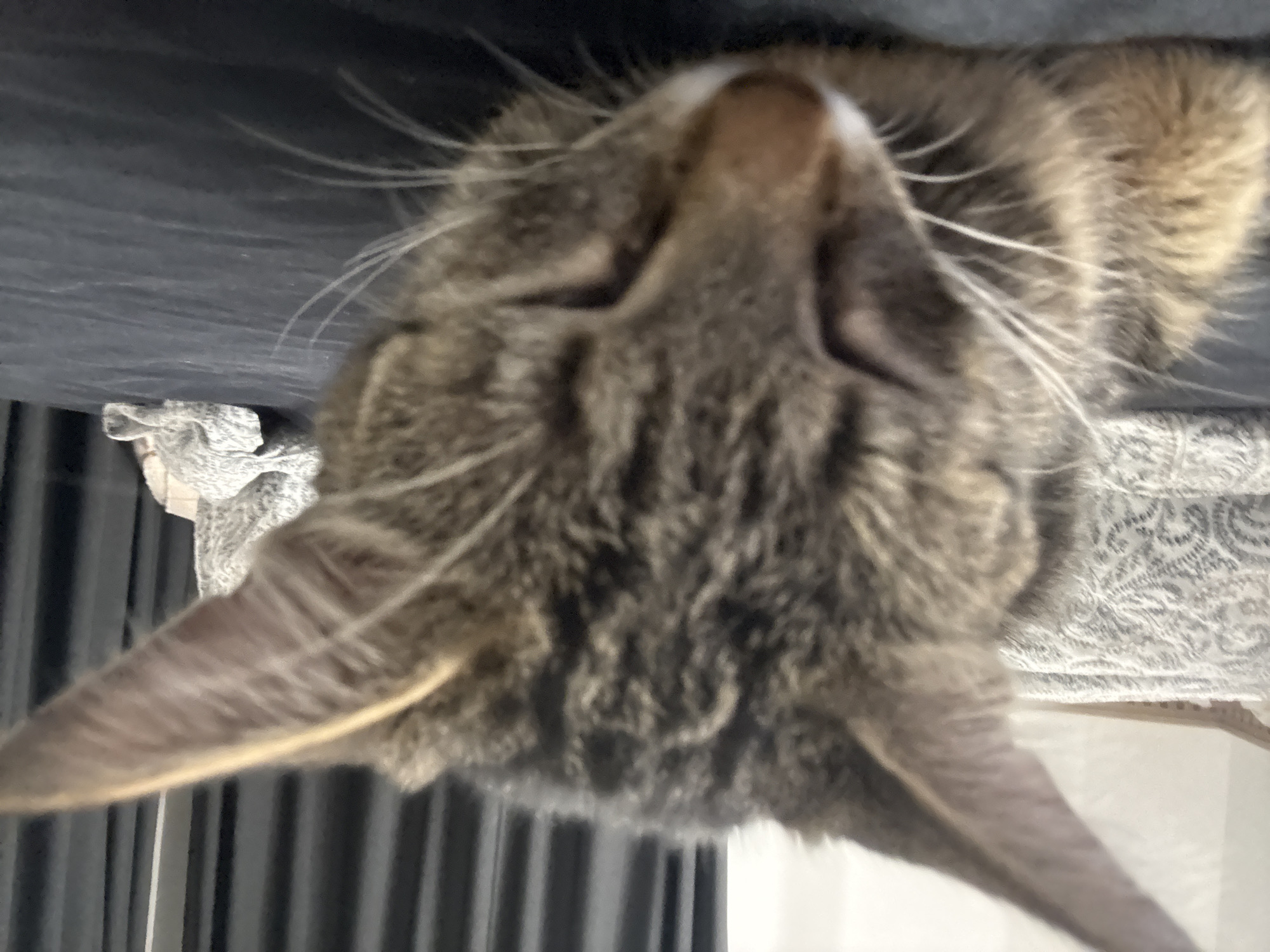 A close-up, upside-down view of a tabby cat's head and upper torso. The cat is resting on a surface covered with a patterned fabric, possibly a cushion or blanket. Behind the cat are vertical, dark-colored panels or curtains. A section of what appears to be a cushioned seat is visible to the left of the cat's head. The location cannot be determined with the given information.