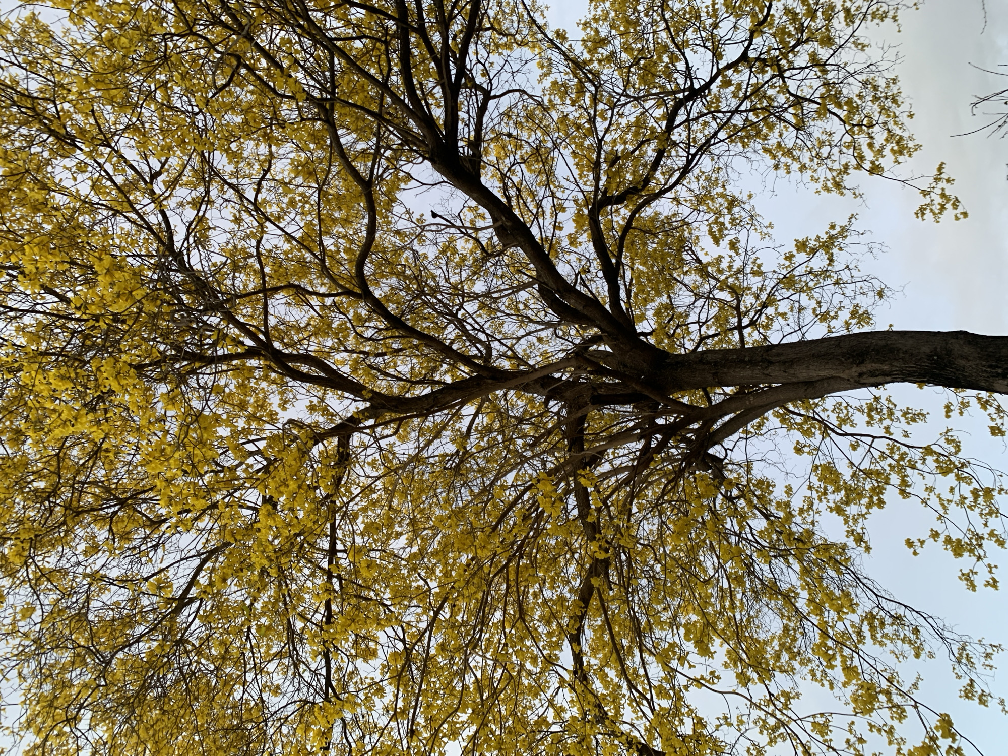This image presents a low-angle view looking directly up into the canopy of a large tree, likely a flowering species with abundant bright yellow blossoms or leaves, such as a Golden Trumpet Tree. The perspective emphasizes the intricate network of dark, gnarled branches that spread widely across the frame, forming a dense and complex structure against the sky.
The tree's canopy is filled with small, vibrant yellow elements, creating a striking contrast with the dark brown or black branches. The sky overhead is a uniform light gray or off-white, suggesting an overcast or hazy day with diffused lighting; there are no clear blue patches or harsh shadows indicative of direct sunlight. The main trunk is visible towards the right side of the frame, extending upwards and splitting into numerous limbs.
No human activity, animals (apart from a very faint, unidentifiable speck in one of the crop hints which is not prominent in the main image), or visible text are present. The scene is static, highlighting the natural beauty and structural complexity of the tree. The location context for this image is Santa Ana, Venezuela.