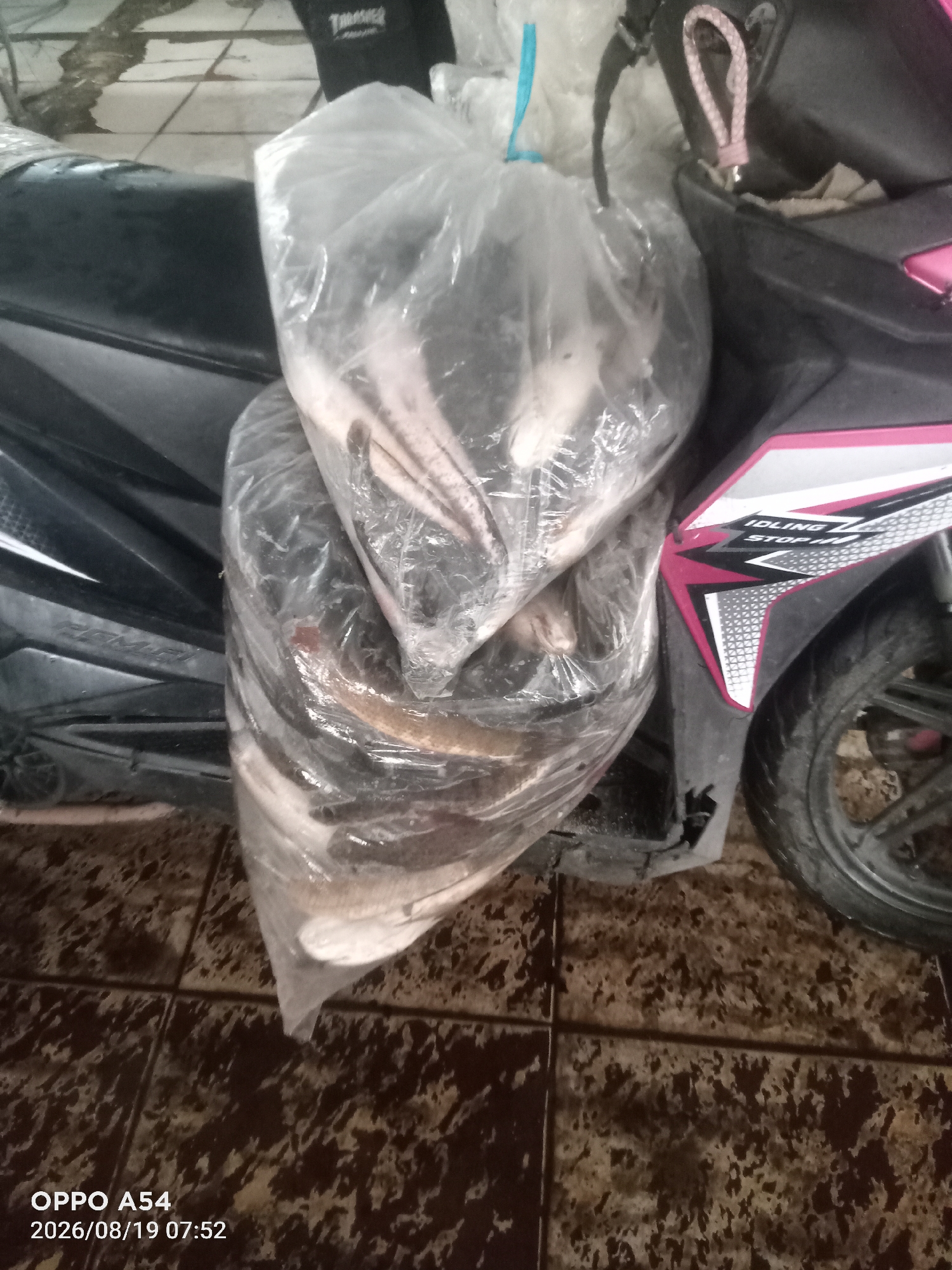 Two large, clear plastic bags filled with fish are placed on the seat of a black motorcycle, which is parked on a tiled floor. The motorcycle has pink and white decals on its side. The floor appears to be made of dark brown and tan tiles with a speckled pattern. The bags of fish obscure much of the motorcycle's seat and body. The image is dated "2026/08/19 07:52" and displays "OPPO A54" in the bottom left corner, indicating it was taken with an Oppo A54 phone. The scene is likely a street or a covered market area in the city of Jambi, Indonesia, given the context provided.