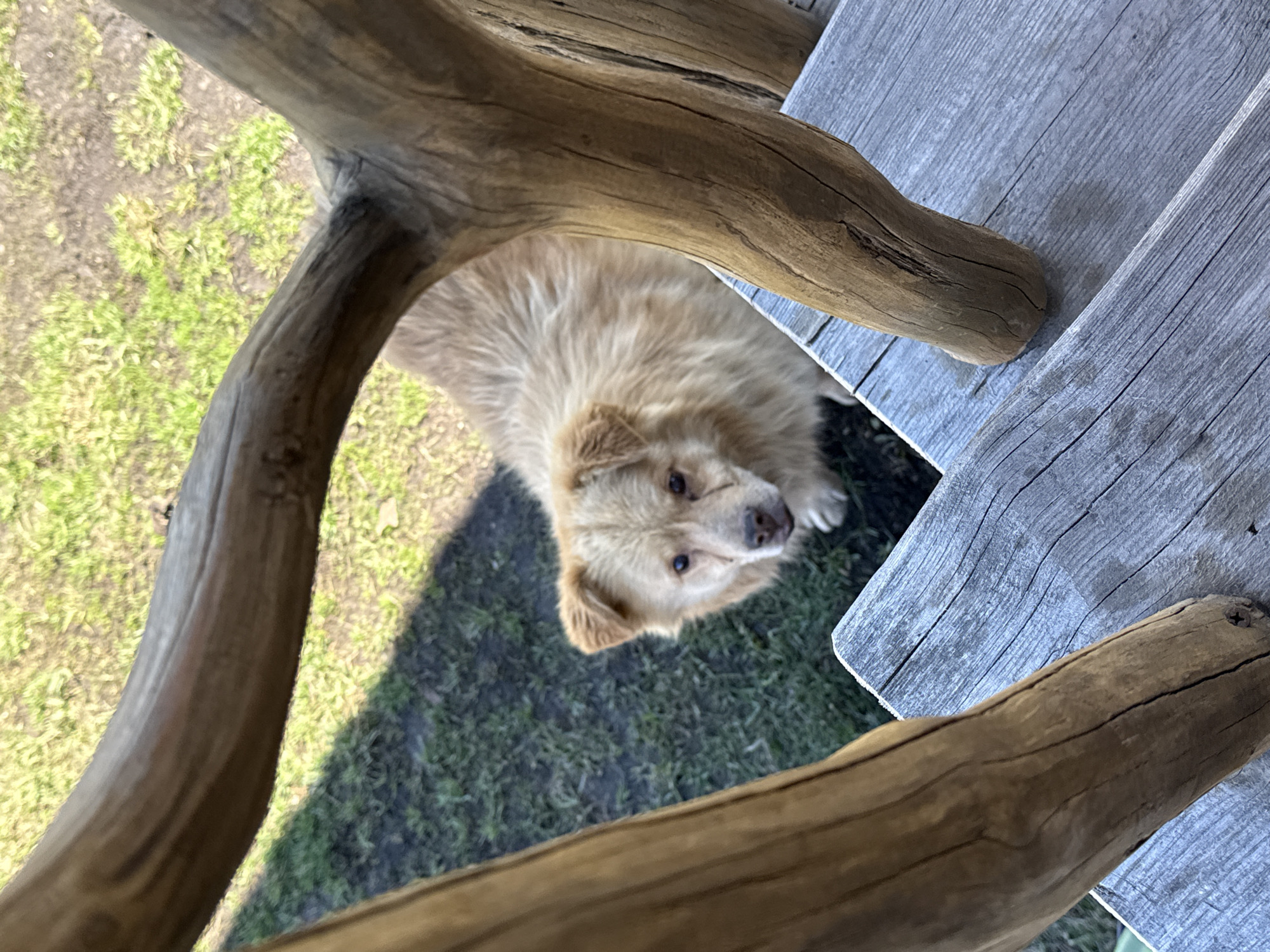 A medium shot, captured from a high angle, shows a furry, tan-colored dog with small floppy ears and dark eyes. The dog is partially obscured by rustic wooden logs and a wooden platform, suggesting an outdoor setting. Green grass is visible in the background. The location is Tyulyuk, Russia.