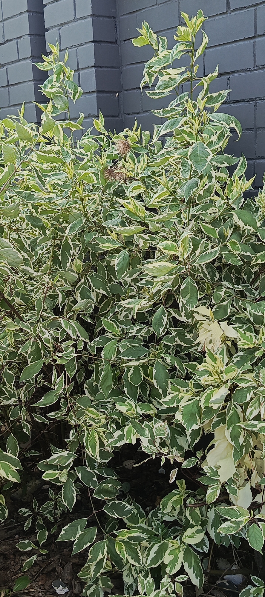 A dense shrub with variegated green and white leaves is positioned in front of a dark gray brick wall. The shrub is full of foliage, with some branches extending upwards. A few dry, spiky seed heads are visible amongst the leaves. The ground beneath the shrub is covered in dark mulch. The overall scene is one of lush greenery against a stark, urban backdrop.